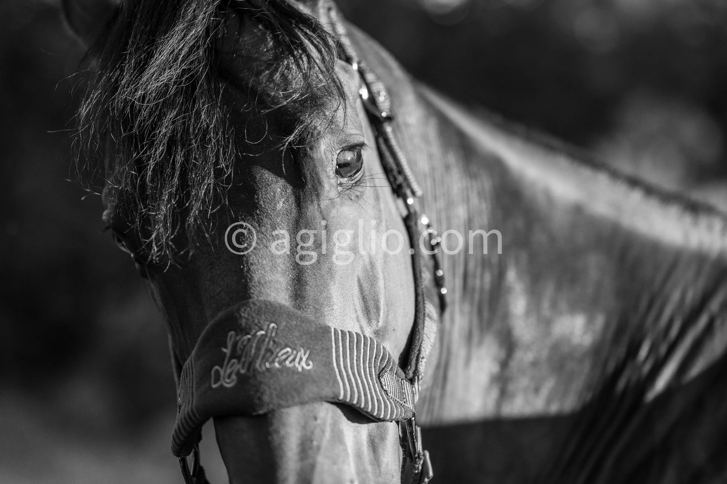 Chelsea Curtis-Dustin (22 of 131).jpg