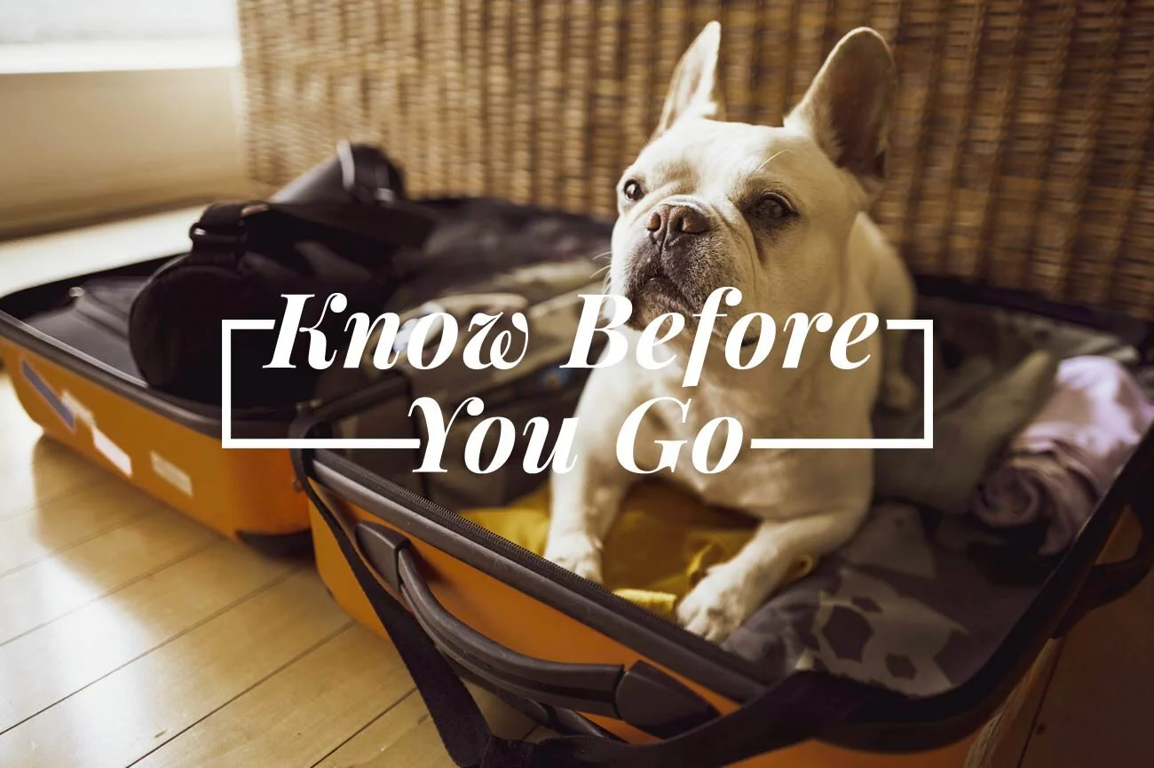 Everything You Need to Know About Pet Travel
