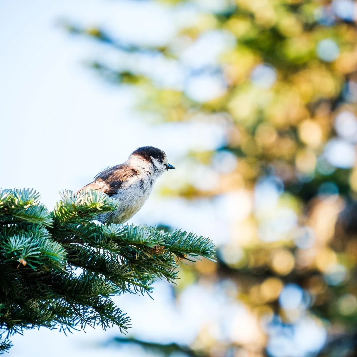 These little guys started to get real bold by the end of our stay at Mt Hood.
.
.
.
.
#xt3 #picoftheday #nature #solomaletraveler #solovanlife #mymeditation #provia #vanlife #franthevan #leavenotrace #naughtybynature #goldenhour #birdphotography #nat