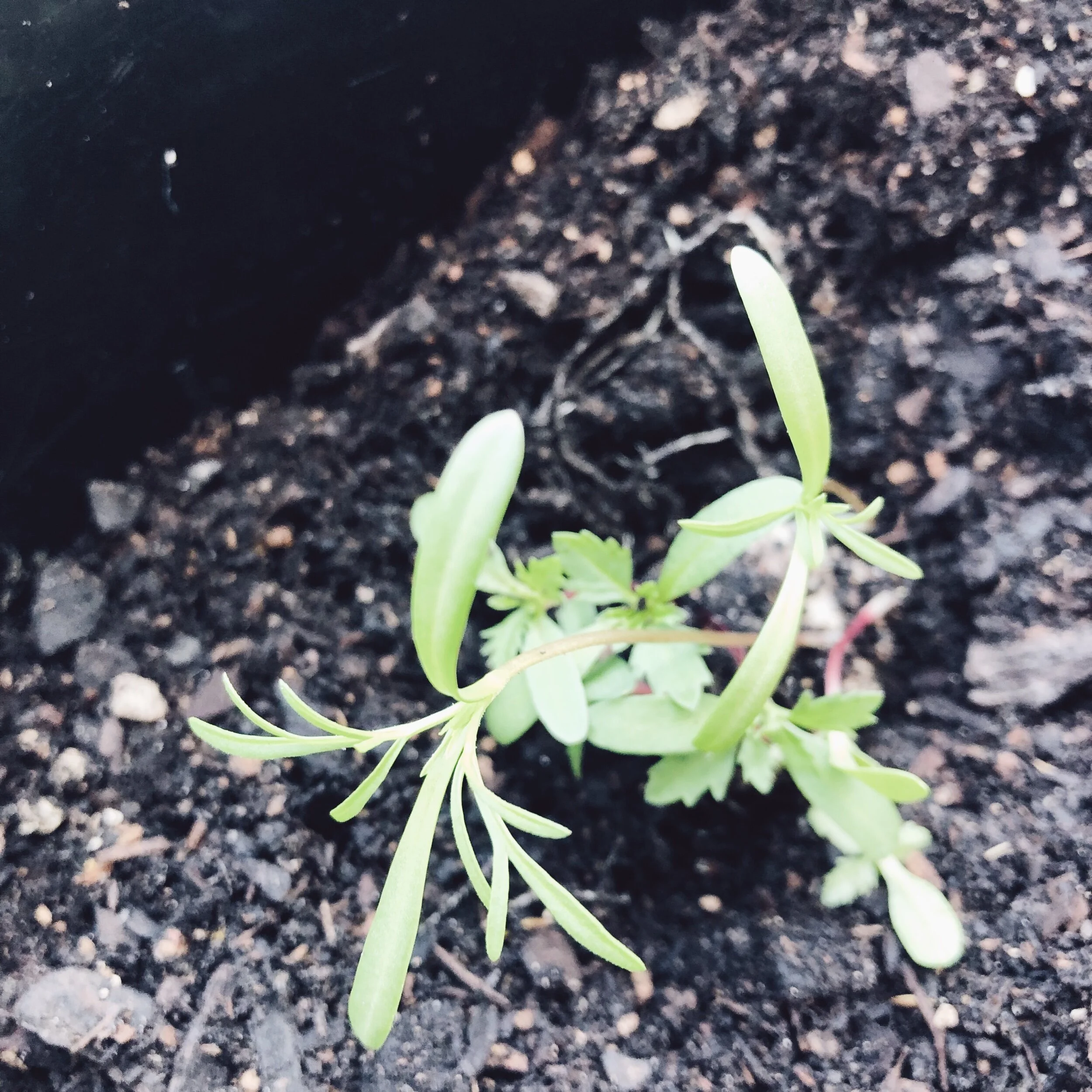 DA9D5747-6FF0-4521-85DB-998CB6DDDCA9