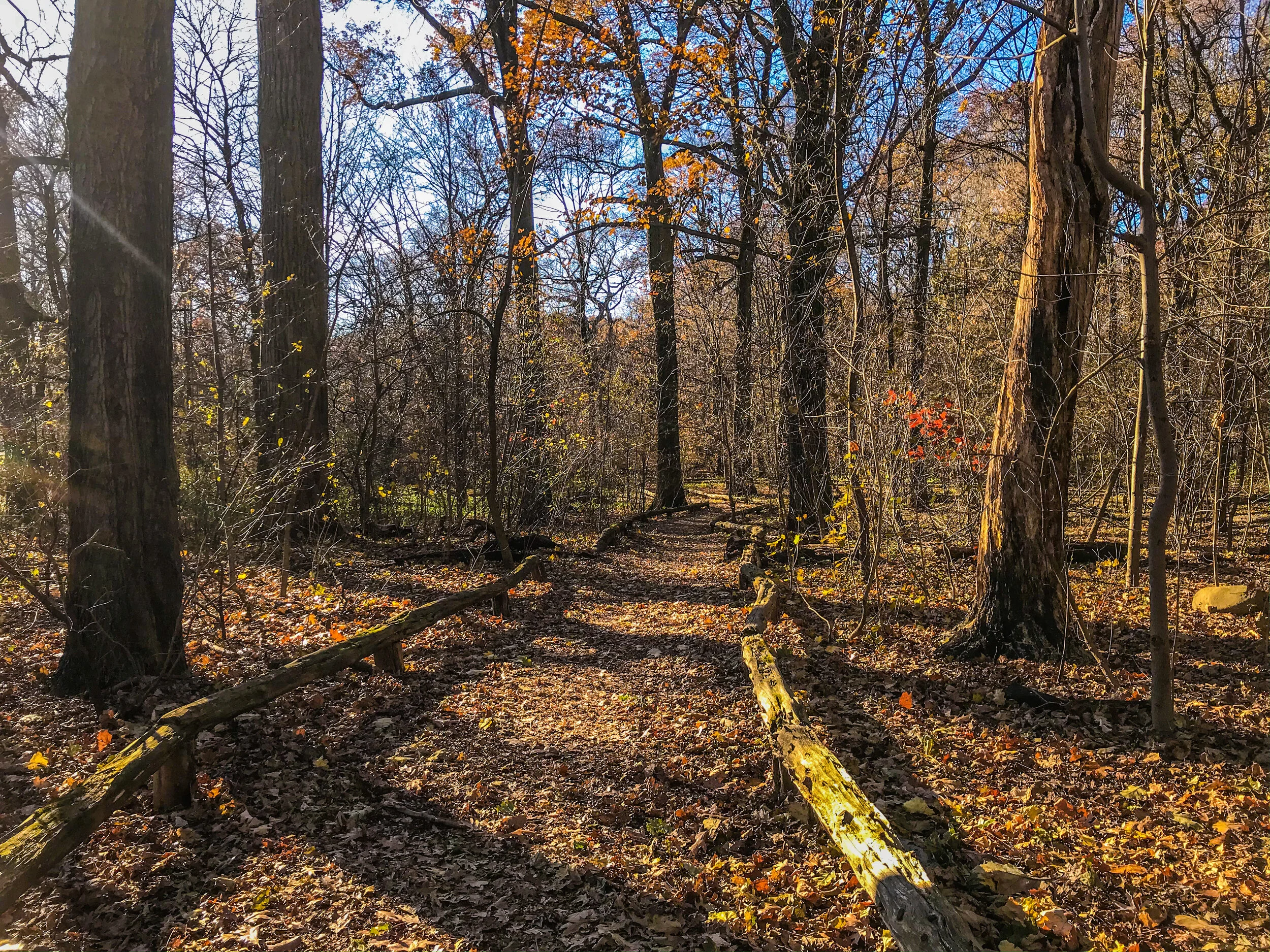 Prospect Park Micro Hike | Mid-wood Trail 