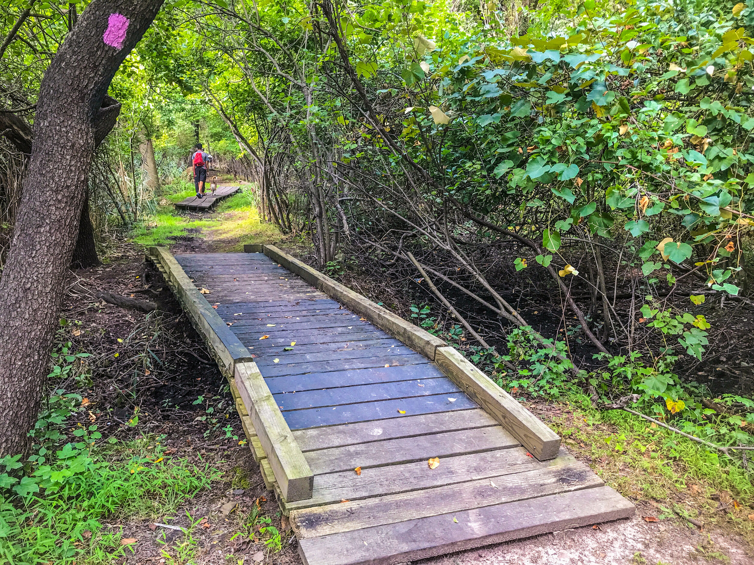 William T. Davis Wildlife Refuge Pink Trail | Micro Hike 