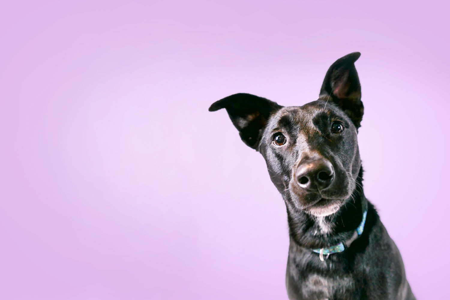 PopDog.jpg