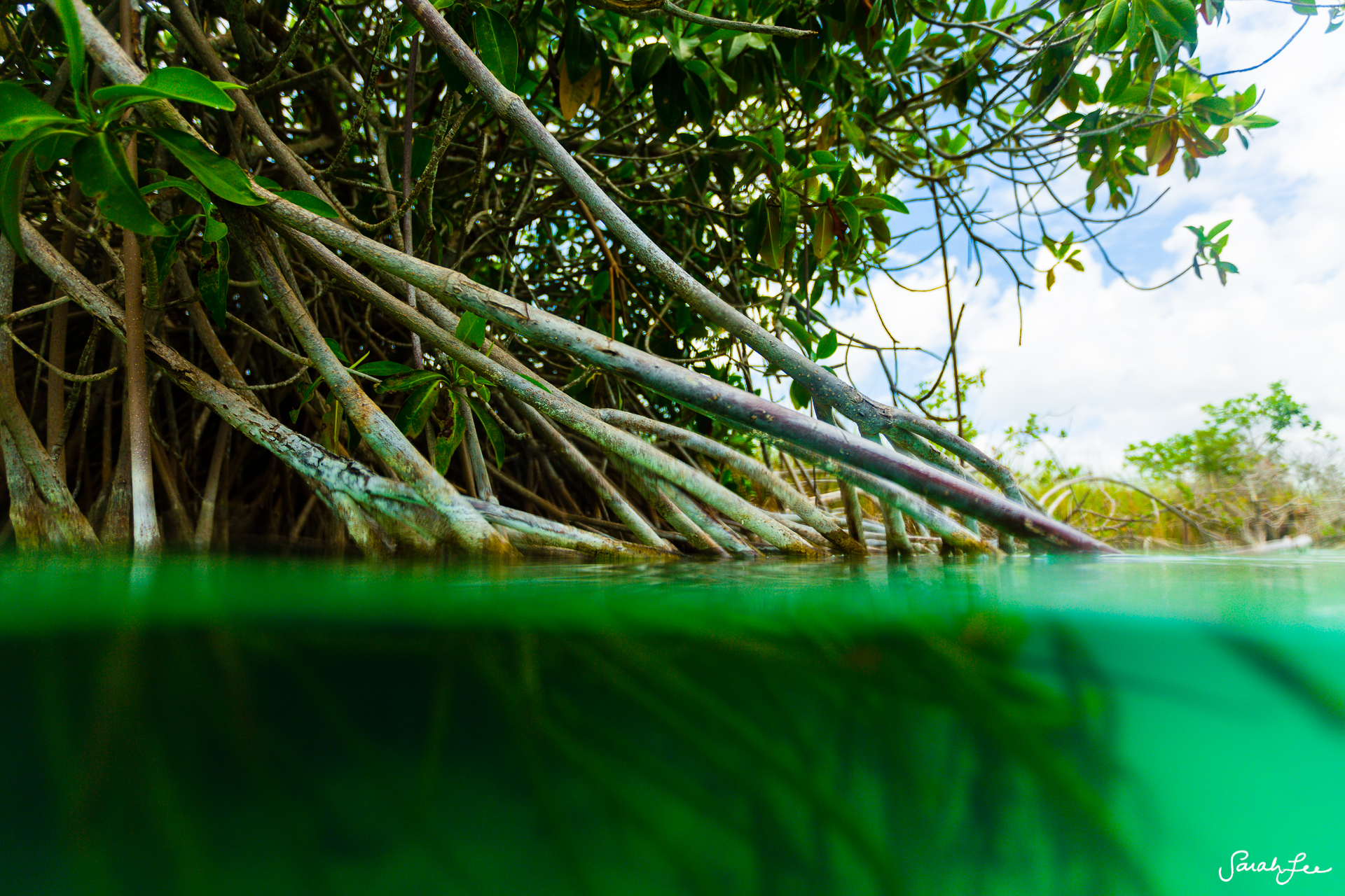 Using the Outex underwater housing while floating down the river in the Sian Ka'an Biosphere Reserve in Tulum, Mexico.