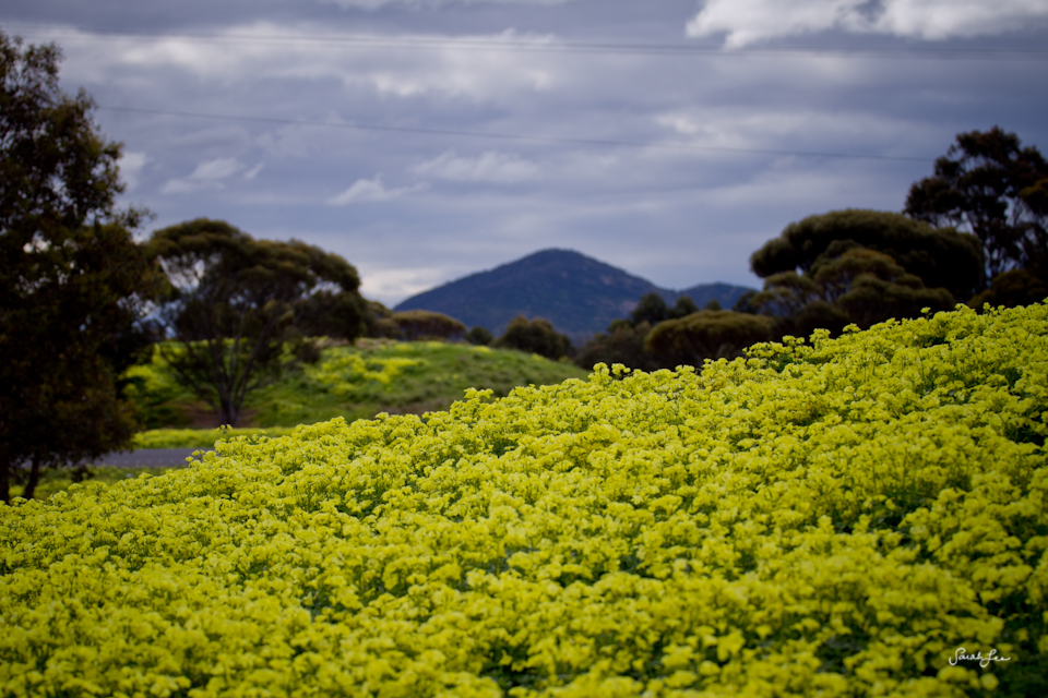 sarahlee_australia_torquay-2249-2.jpg