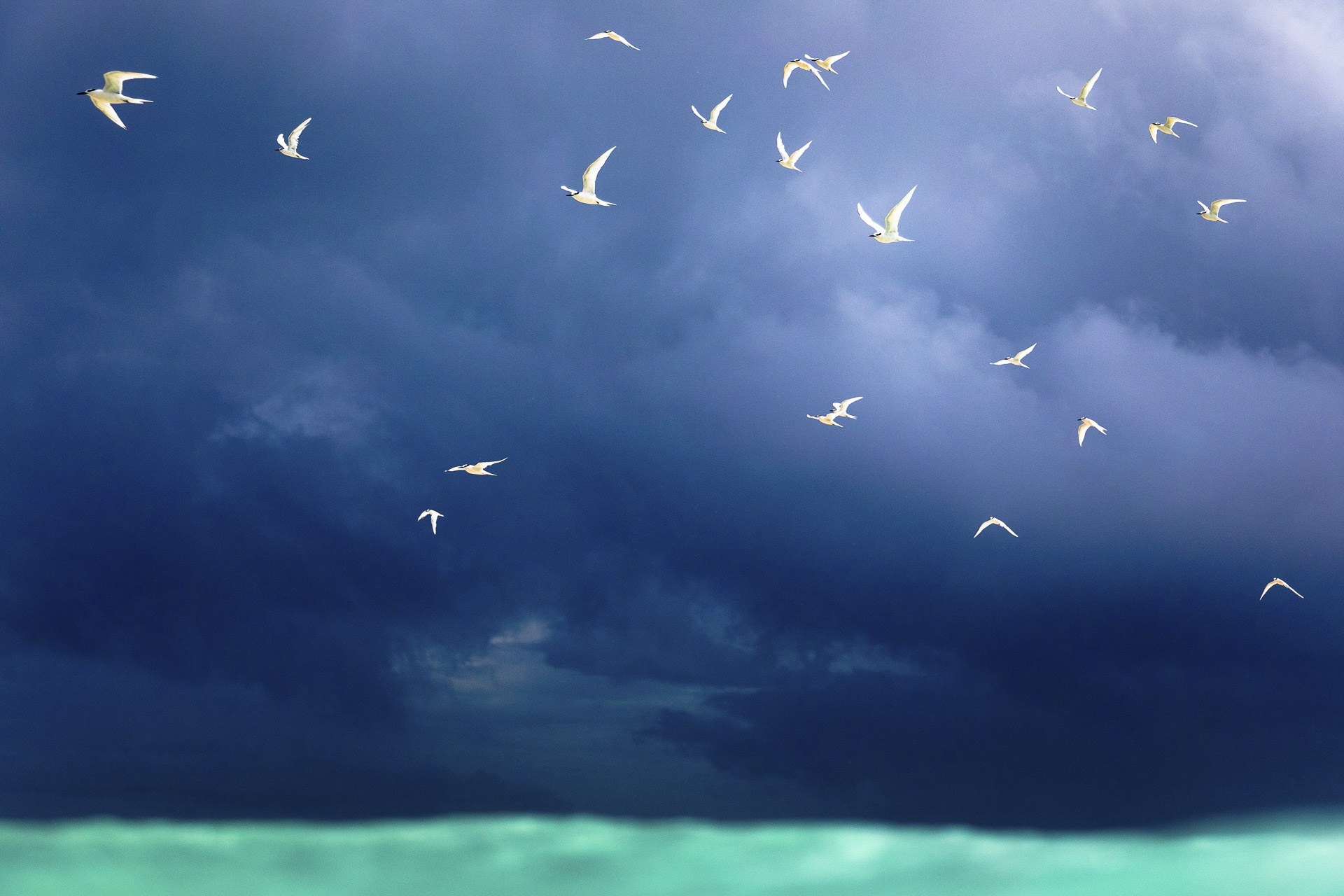 SarahLeePhoto_Maldives_Storm_White_Sea_Birds.jpg