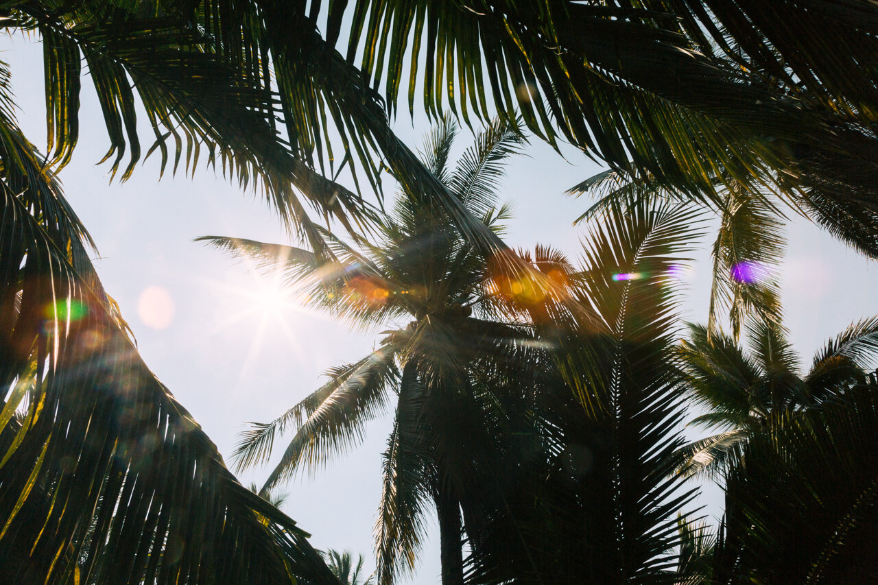  Playa La Saladita Coconut Palms 