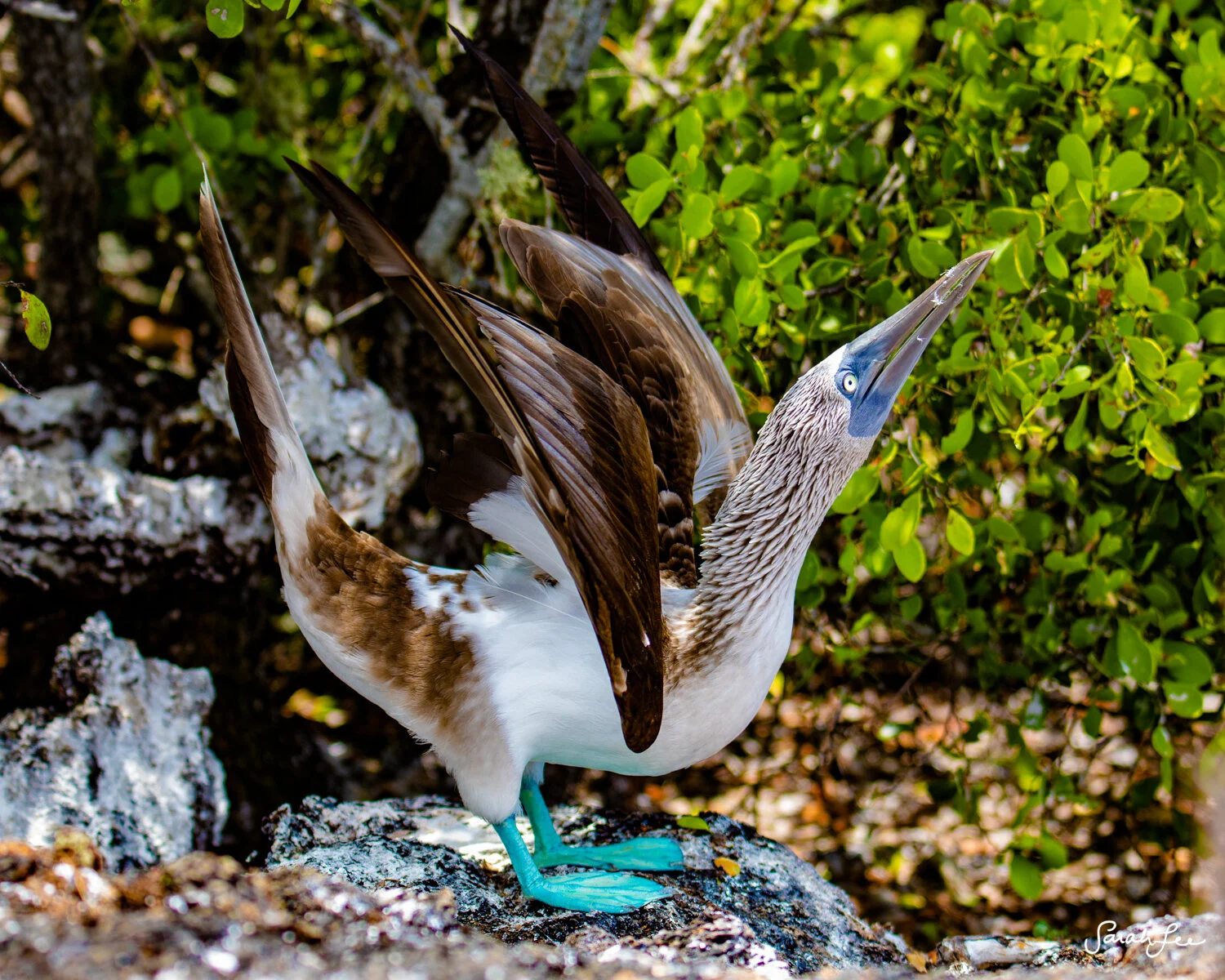 Blue Footed Boobie