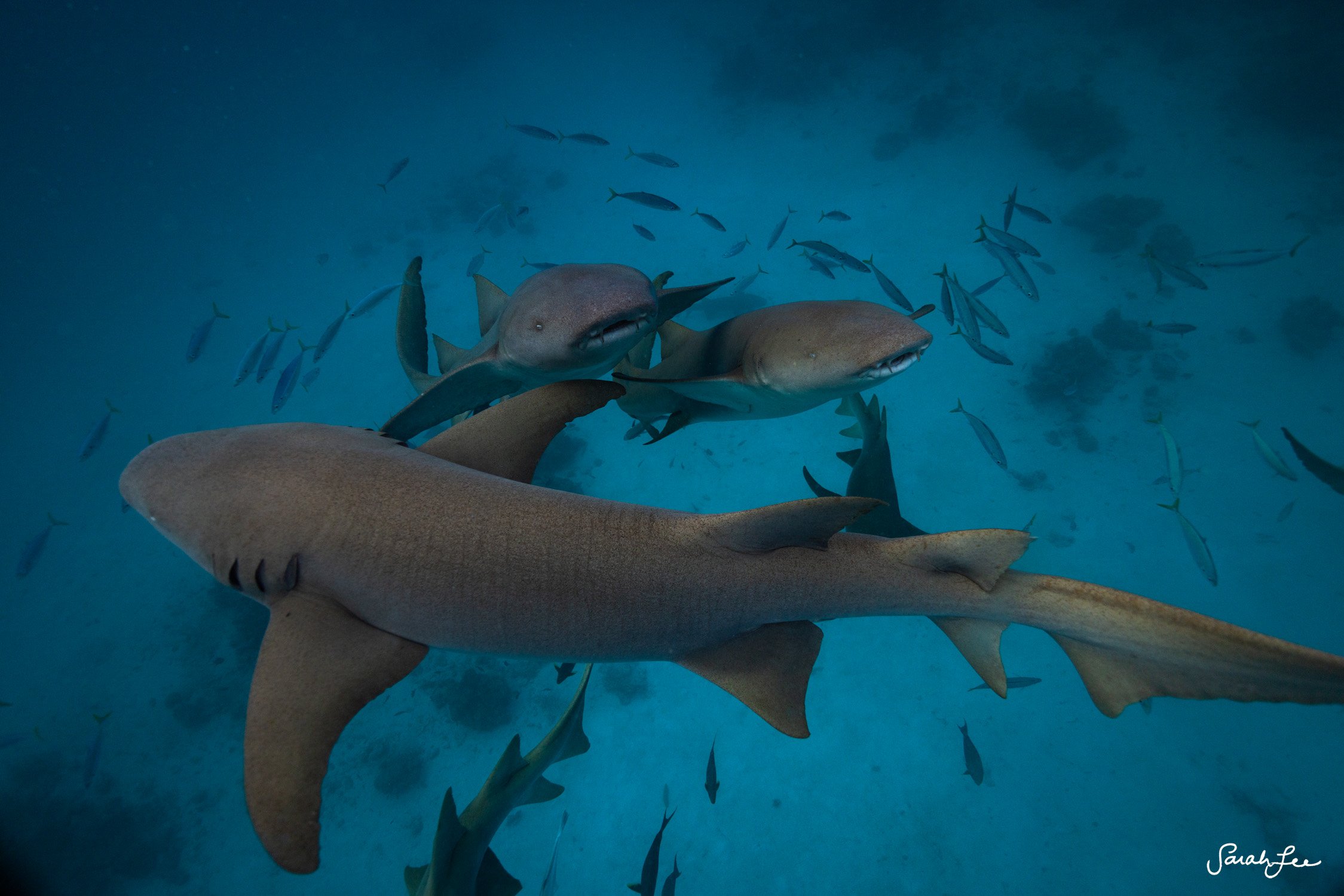 Curious Nurse Sharks in the Maldives