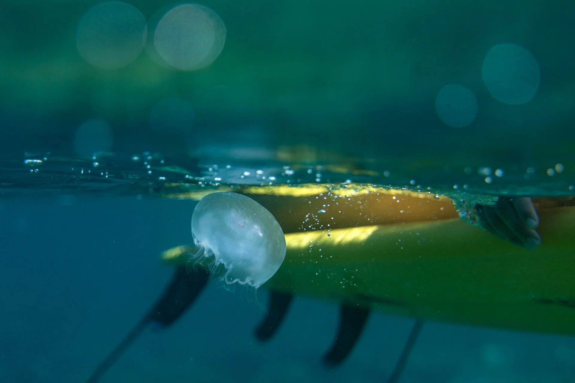  A harmless jellyfish 