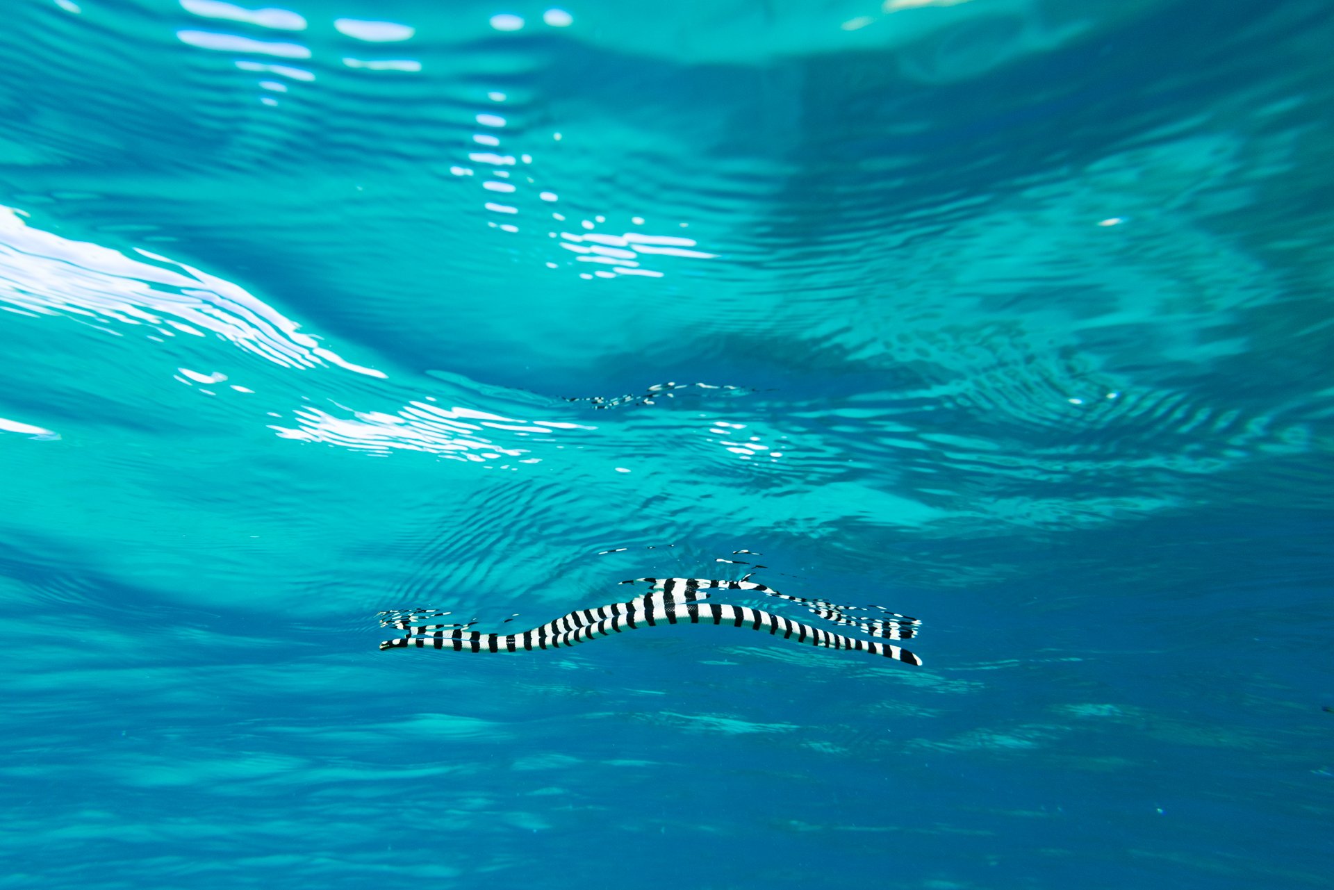  Sea Snake 