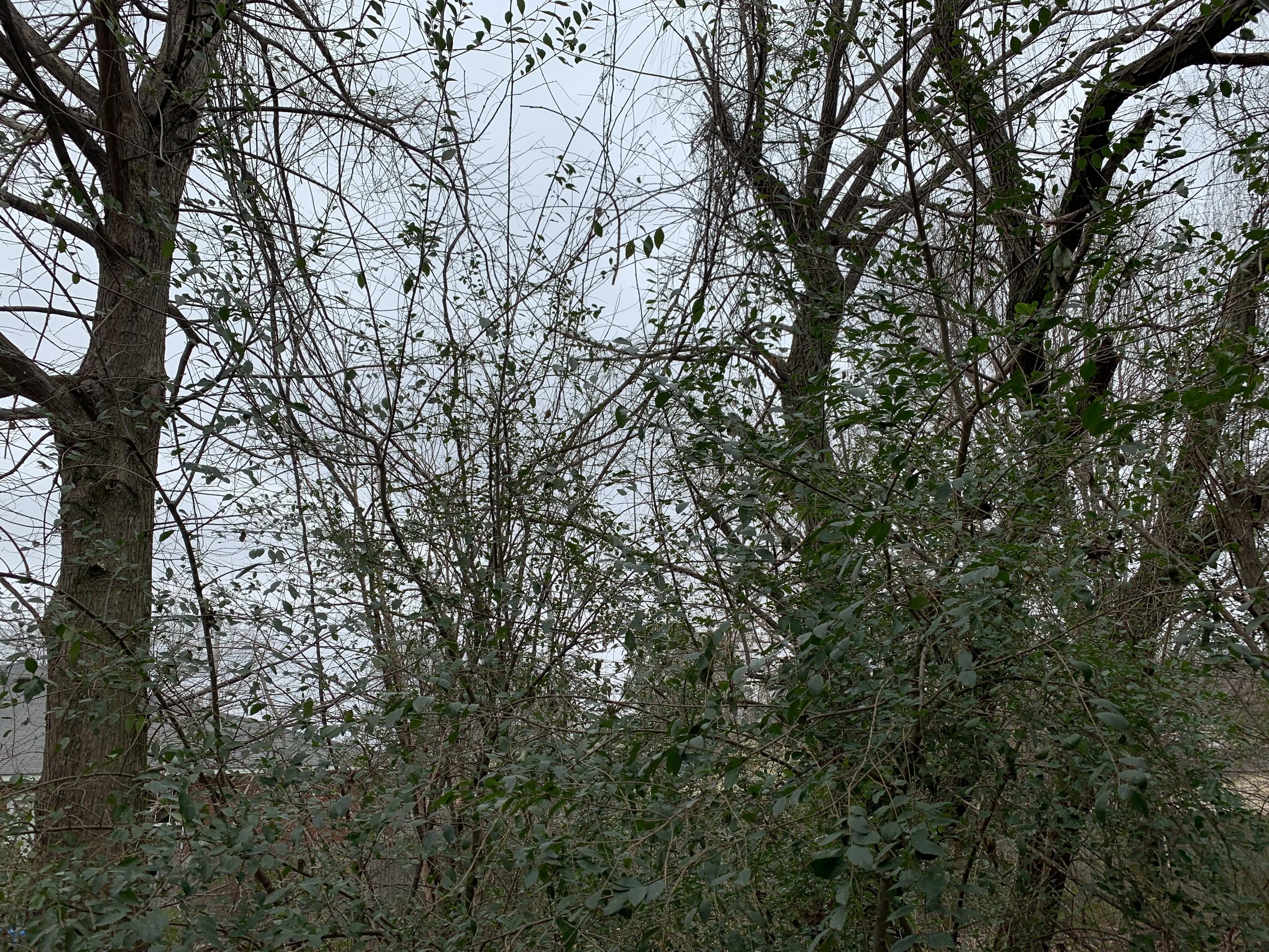 The sky is grey and the trees are bare, Soon you will be photo-worthy after your long winters nap.