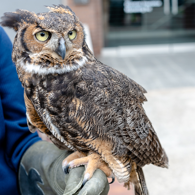 Horned Owl