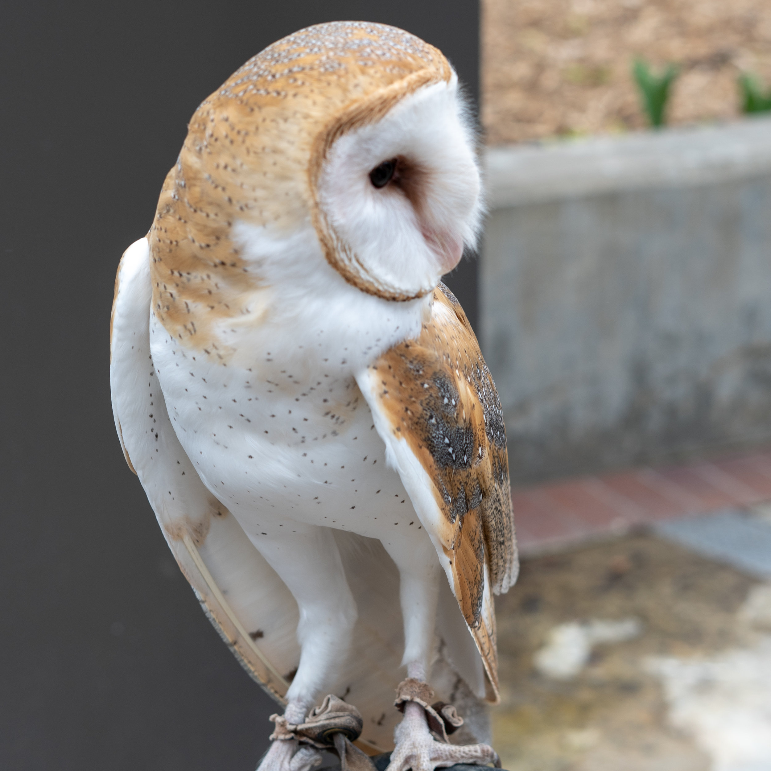 Barn Owl