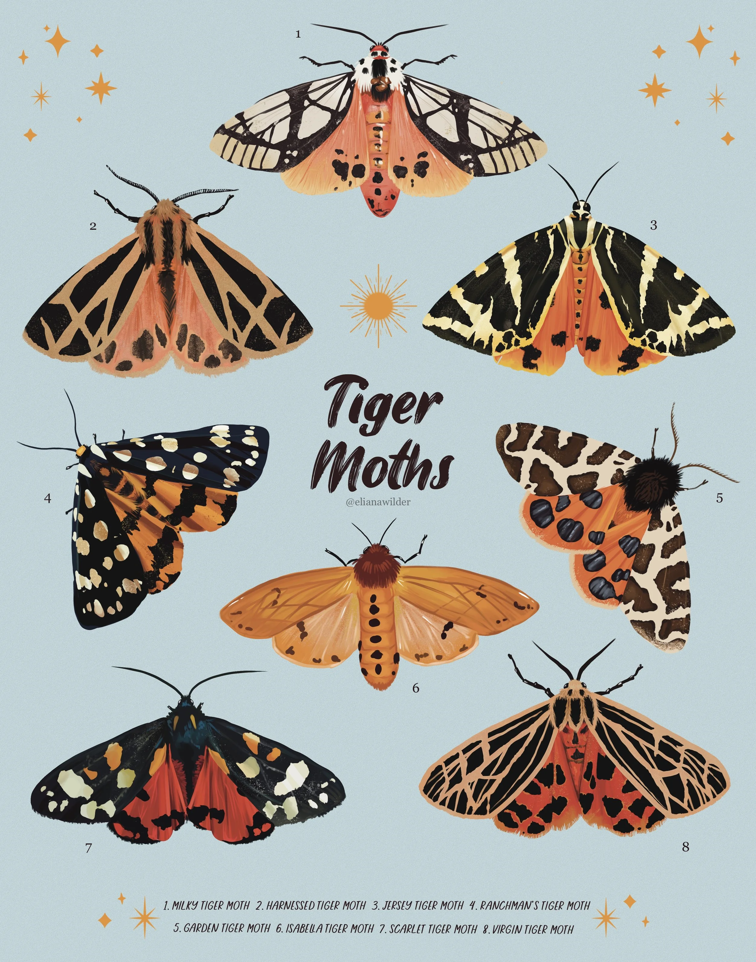 Tiger Moths