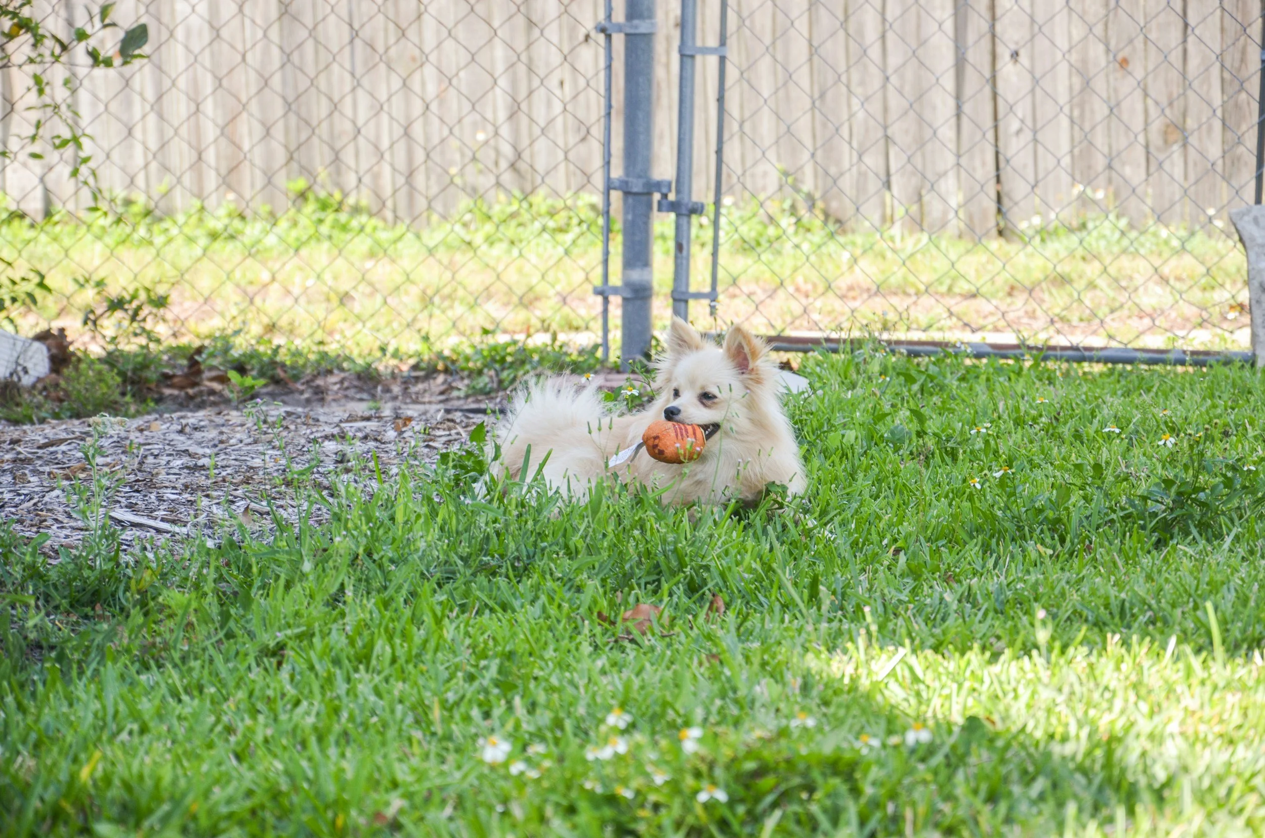 Why Pet Waste is Secretly Destroying Your Lawn (And How to Stop It)