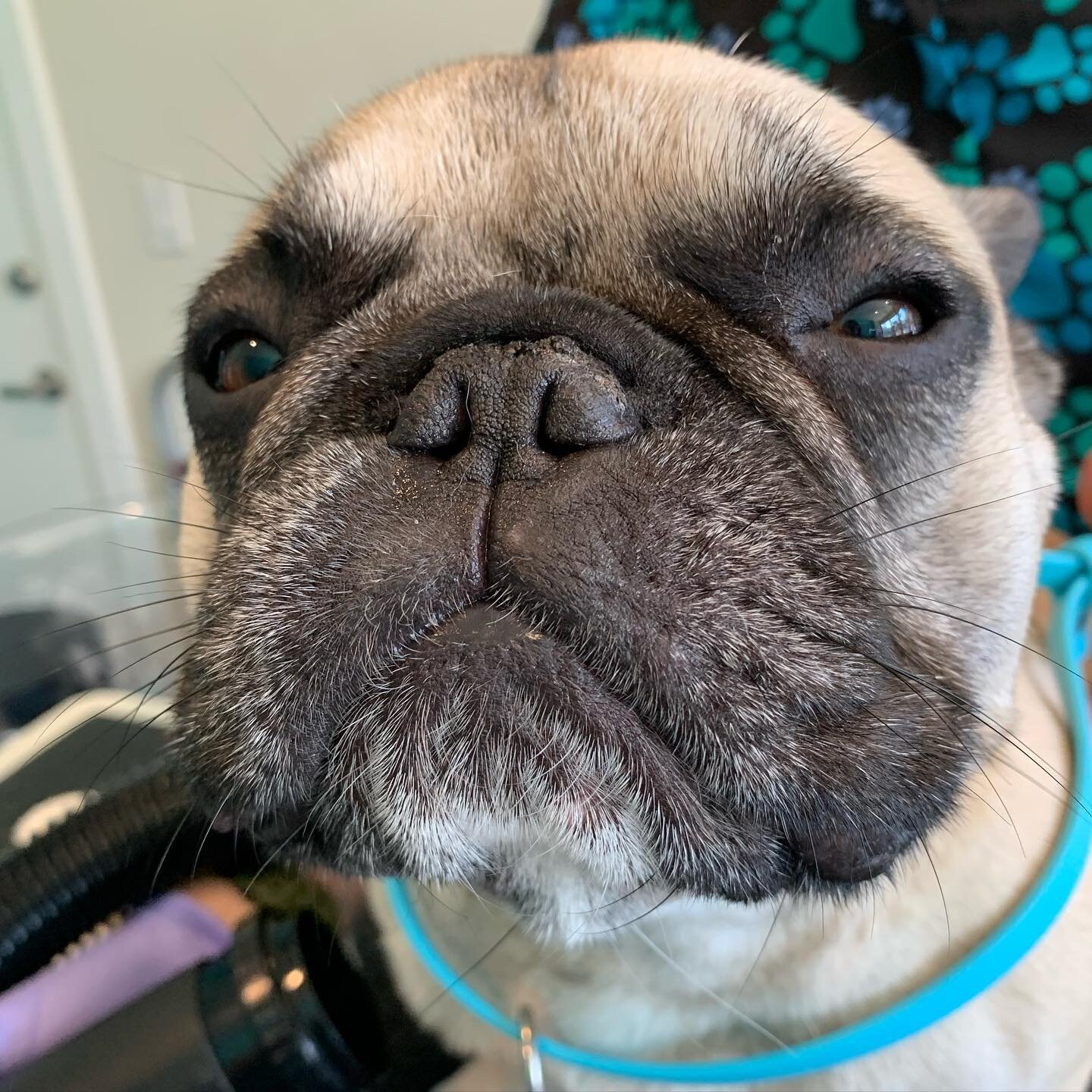 Fiona is freaking adorable! #ilovemyjob #dogsofinstagram #dogsofsanleandro