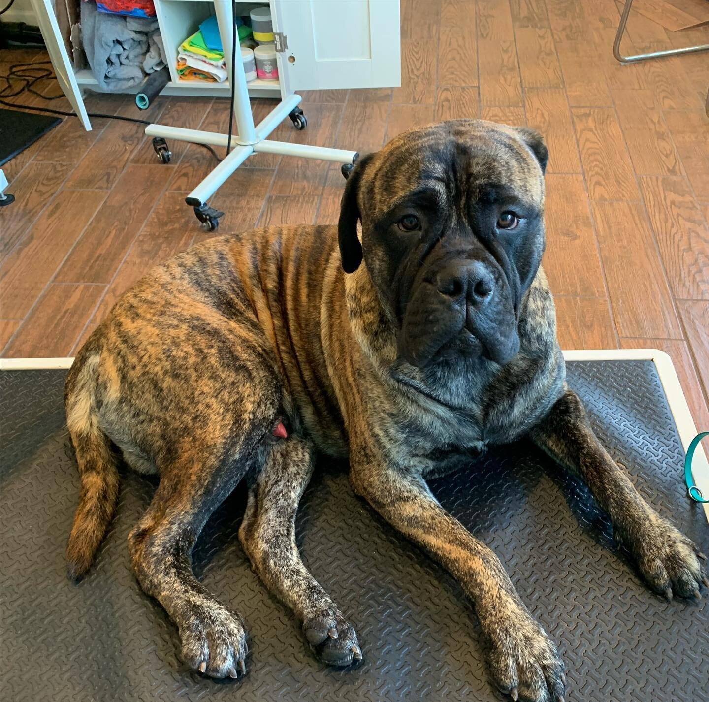 Deuce is my biggest client and one of the sweetest. #mastiff #dogsofinstagram #dogsofsanleandro #ilovemyjob