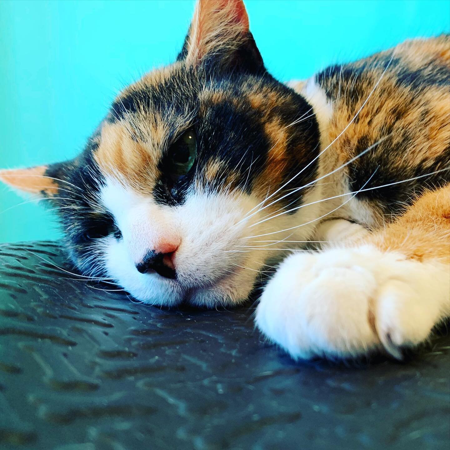 Sweet little Fay got a bath, nail trim and ear cleaning. #ilovemyjob #catsofinstagram #catsofsanleandro #calico