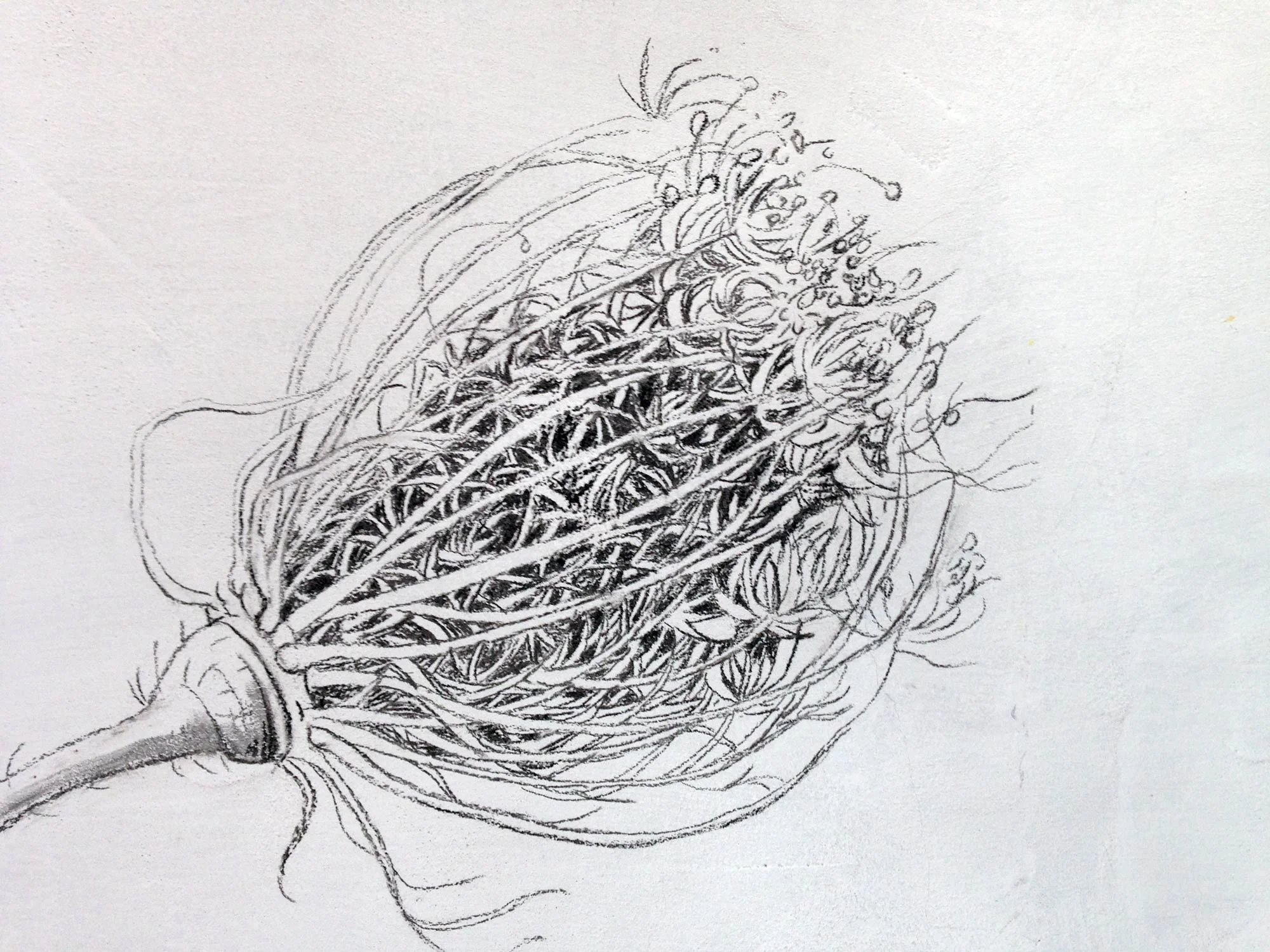 Detail, wall drawing (detail) Foundation Obras, Portugal 2015, charcoal