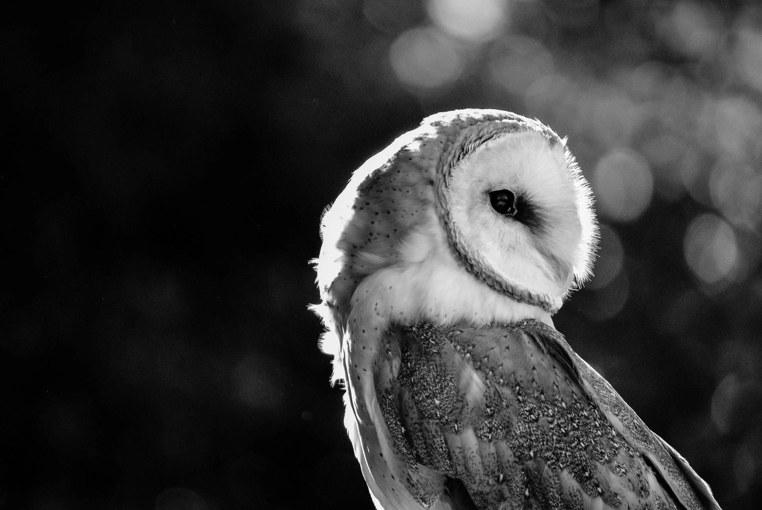 barn-owl-1180259 (1).jpg