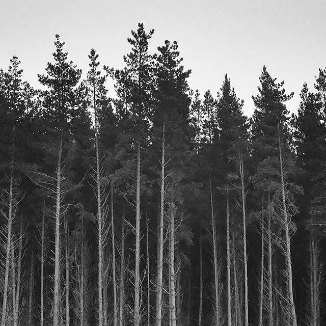 TRI X 400