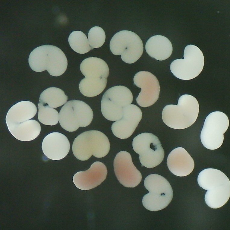 Making coral babies last night in St. Croix, USVI. 🤙🏻👶🏻 #coralspawning #coralspawning2020