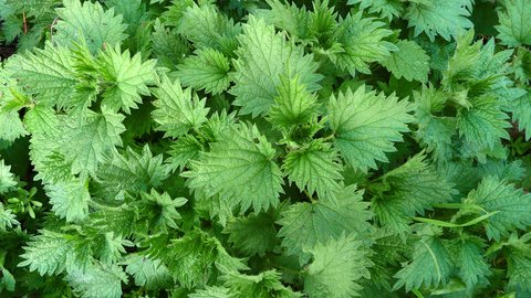 Young stinging nettles CREDIT Harry Green.jpeg