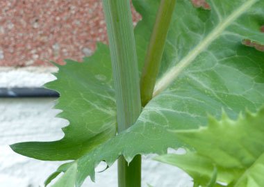 common-sow-thistle-stem-and-leaf.jpeg