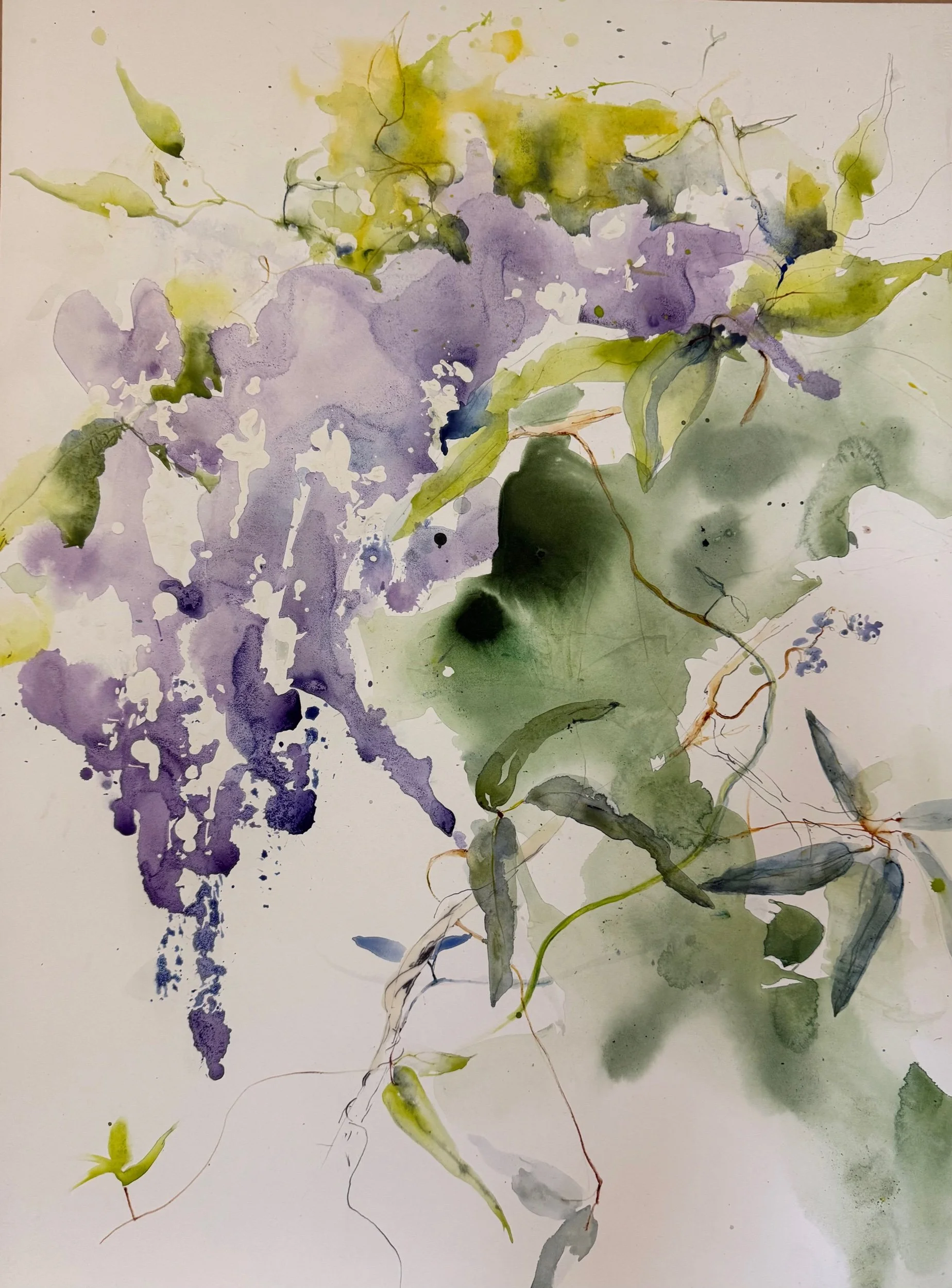 HARDENBERGIA