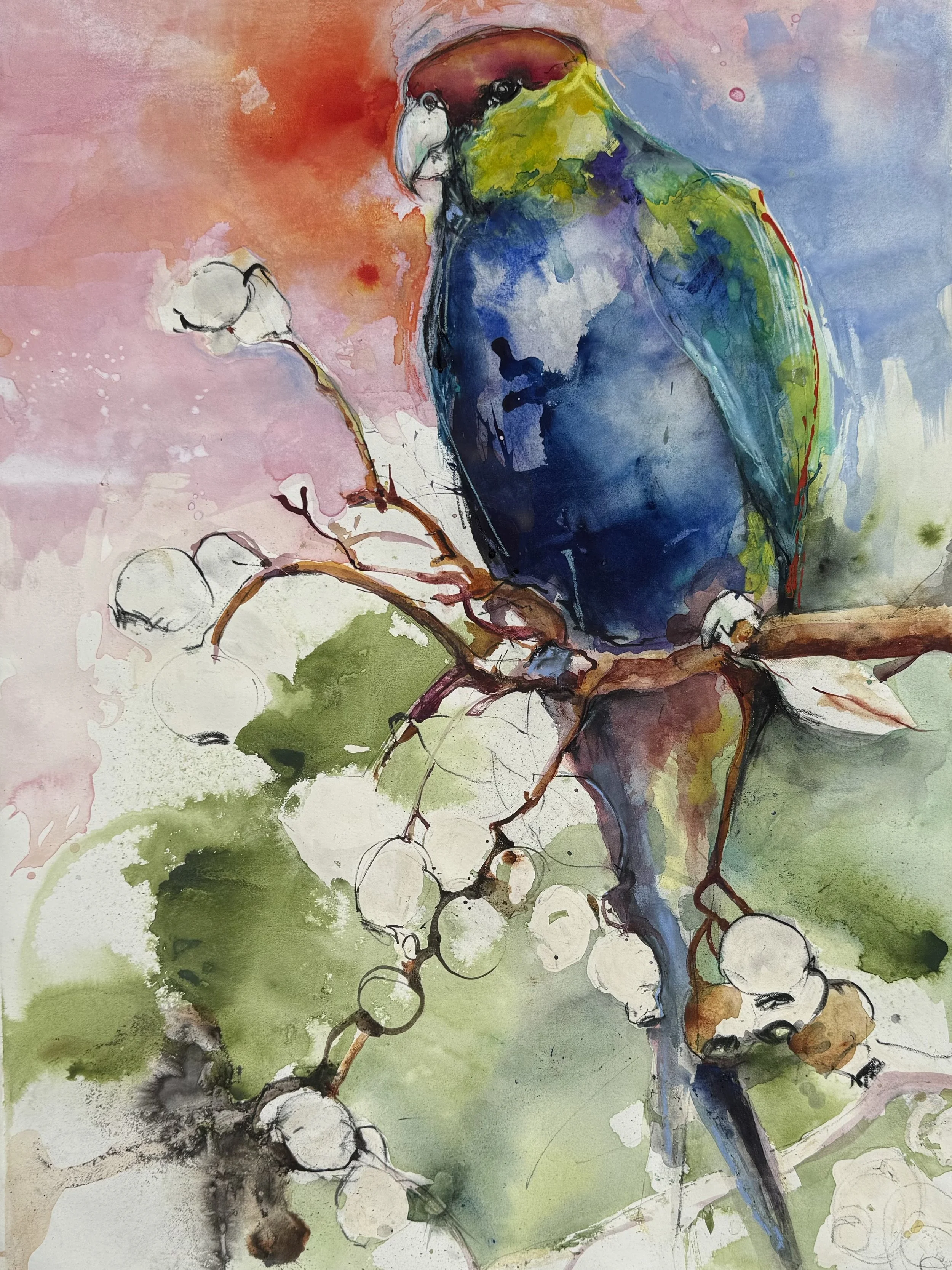 RED CAPPED PARROT