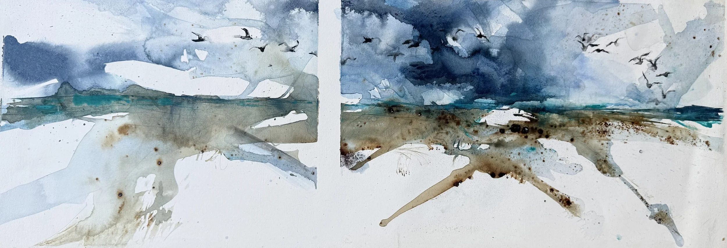 West Coast Gulls 1