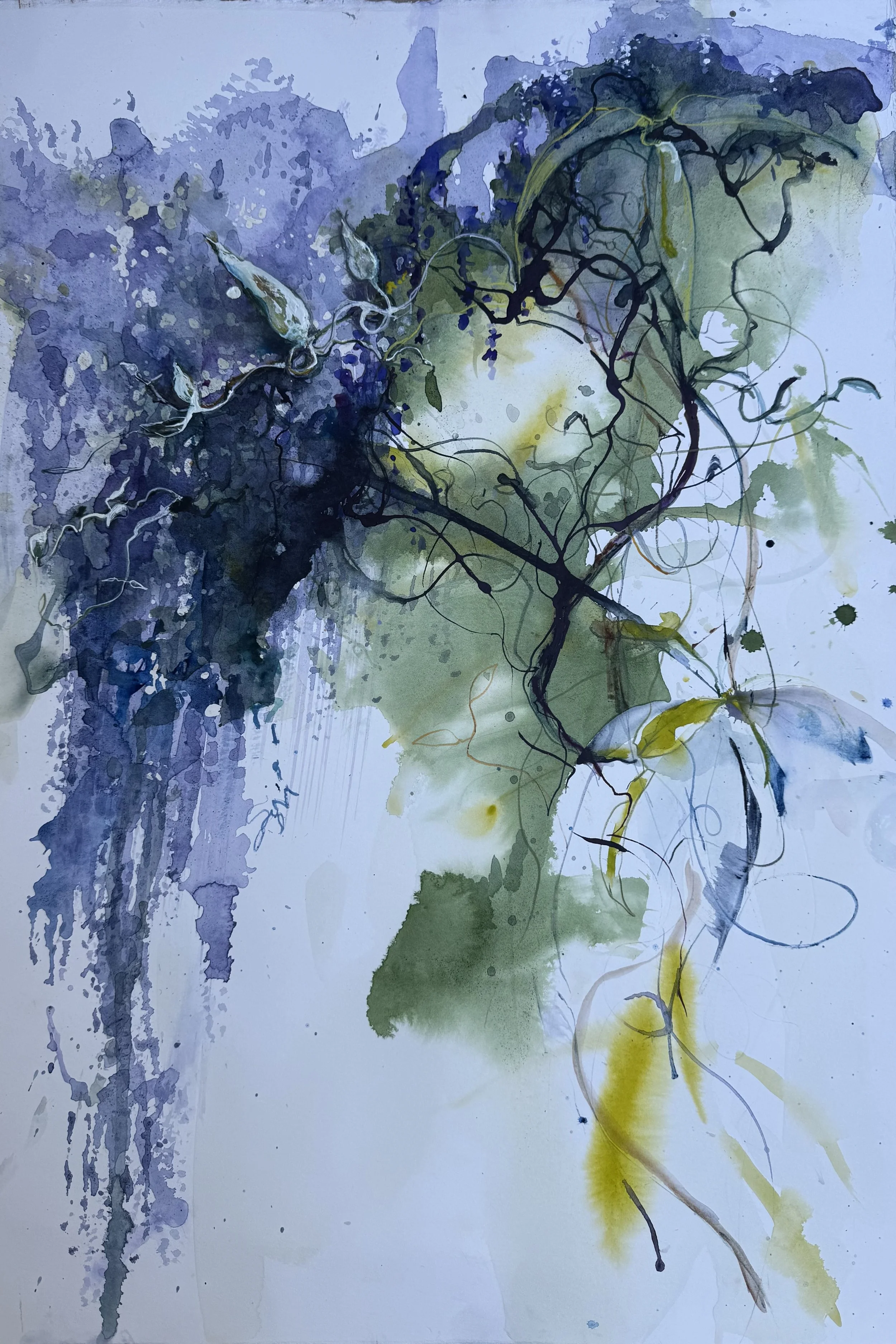 HARDENBERGIA 2