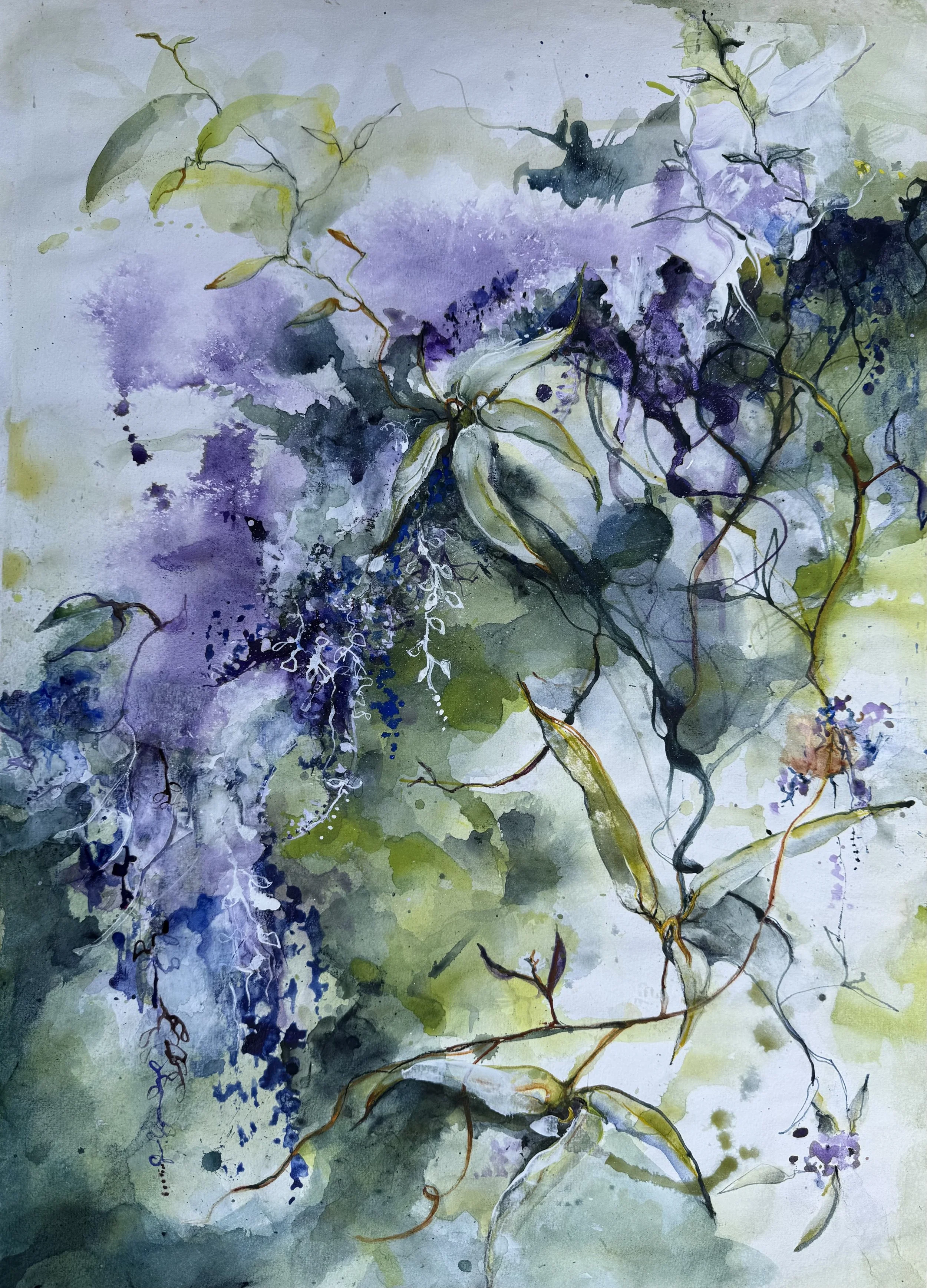 HARDENBERGIA 4