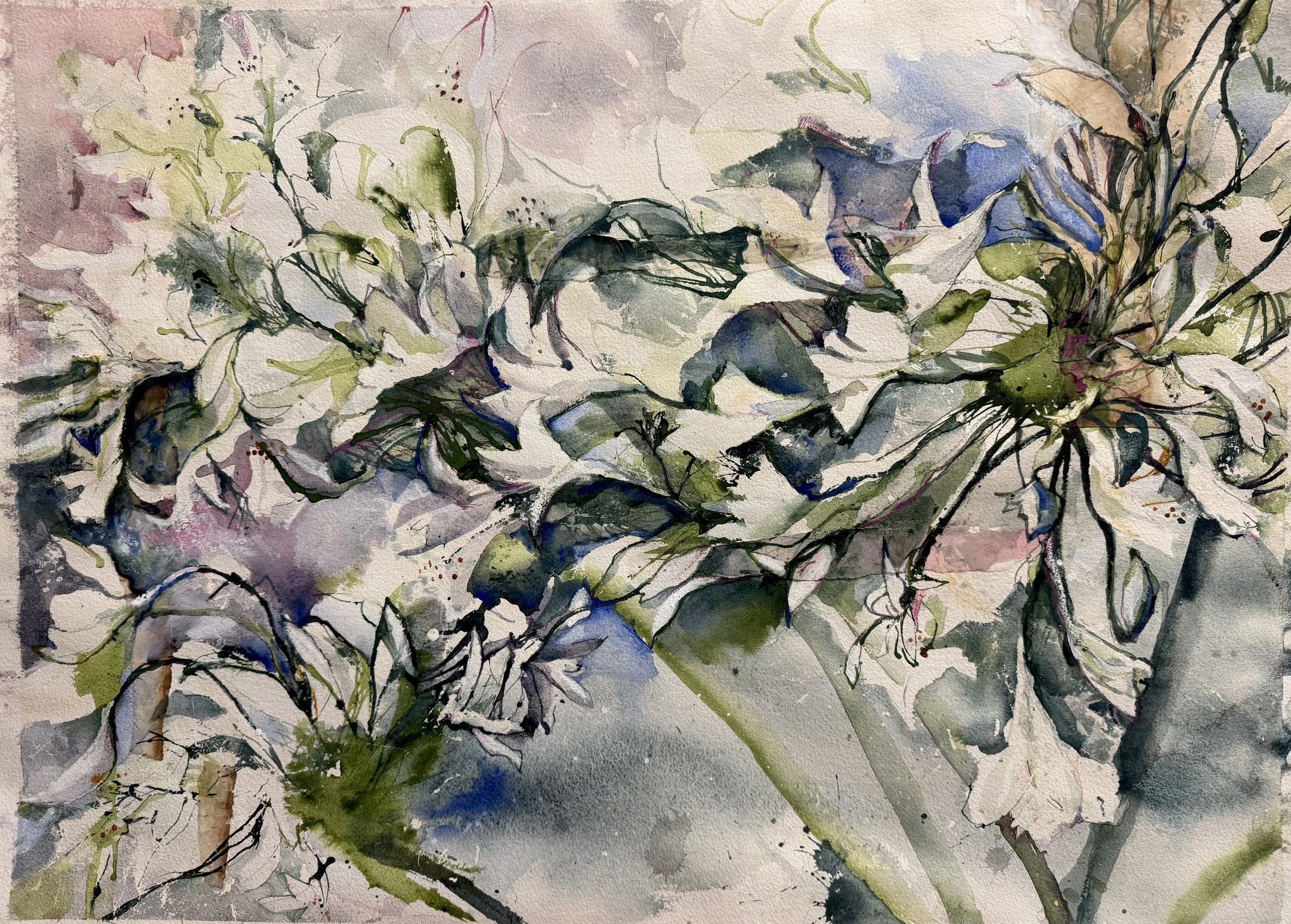 AGAPANTHUS