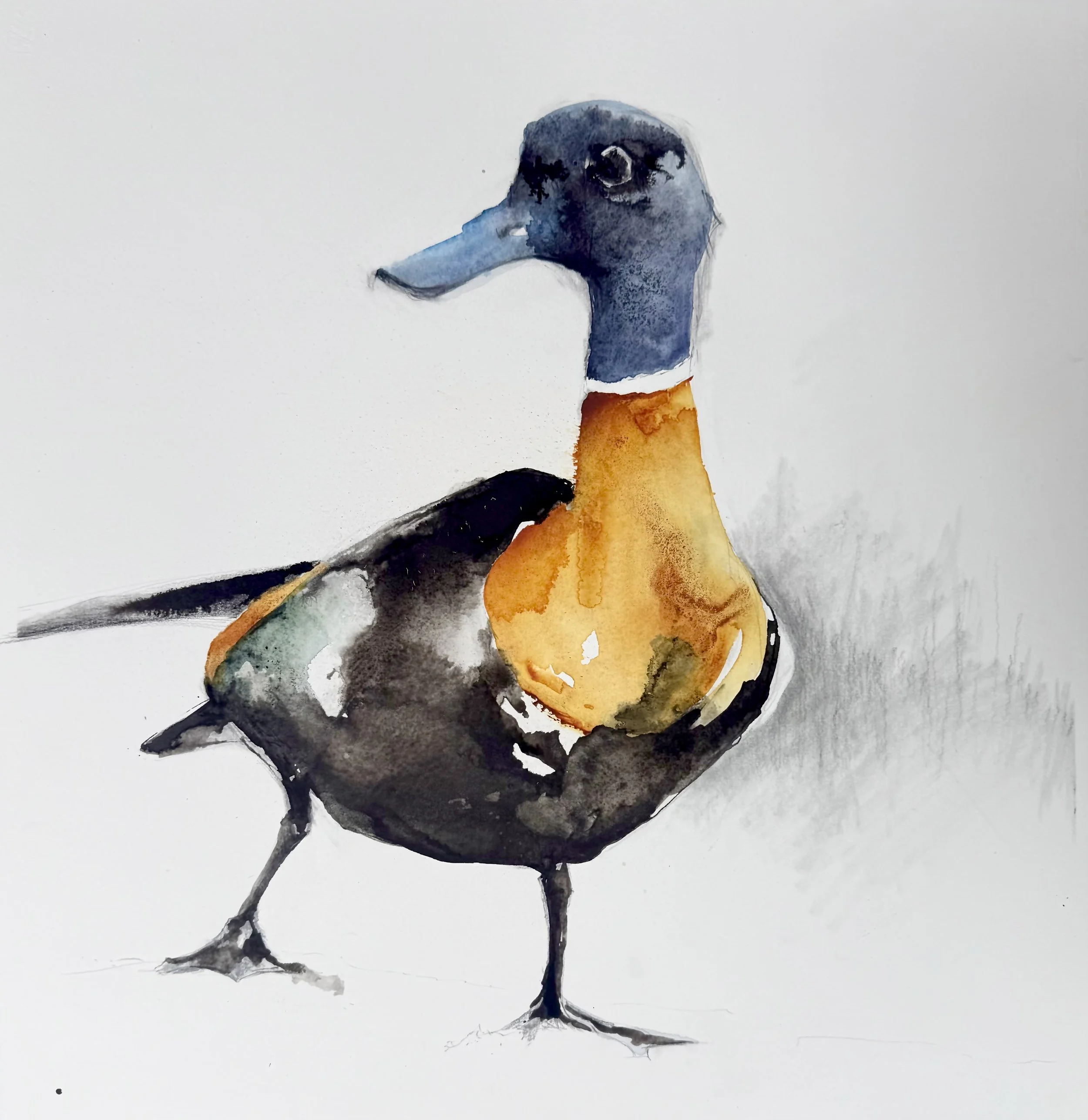 Mr Shelduck