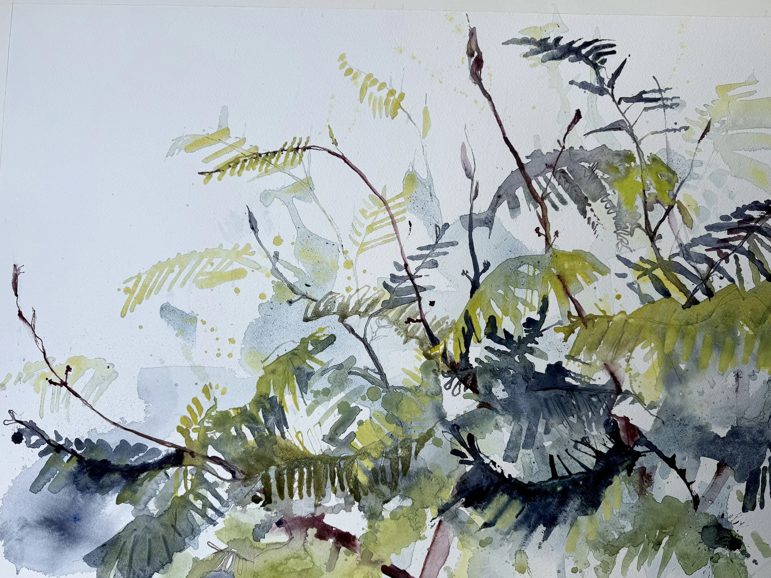Cape Leeuwin Wattle 1