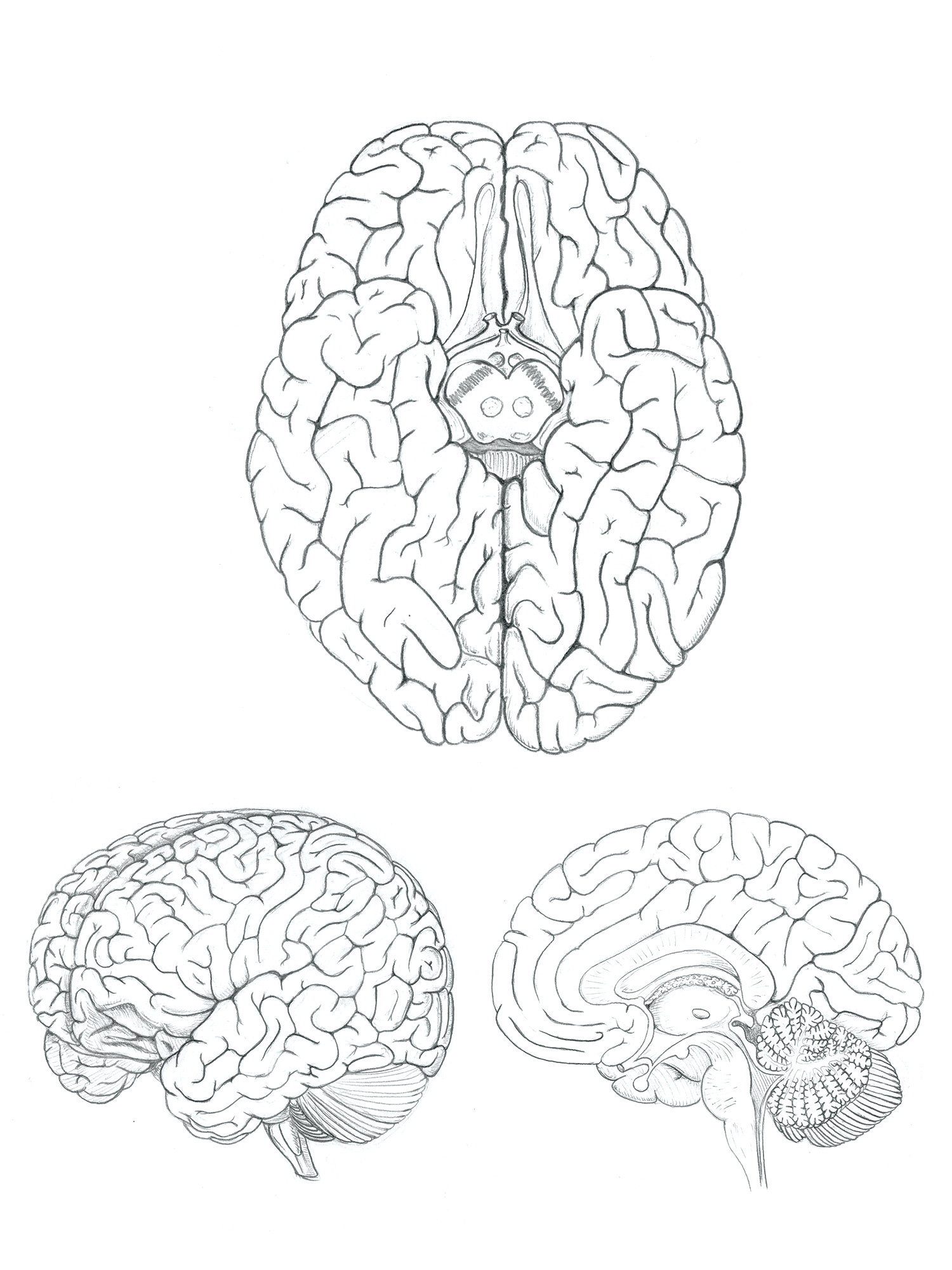 Brain-Sketch.jpg