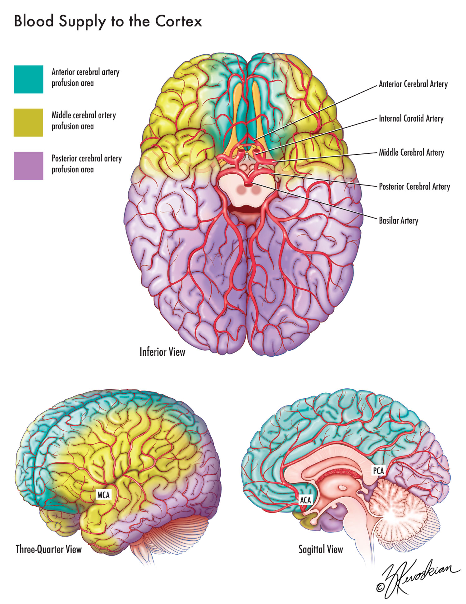 Blood Supply Of The Cortex Kevorkian Medical Illustration