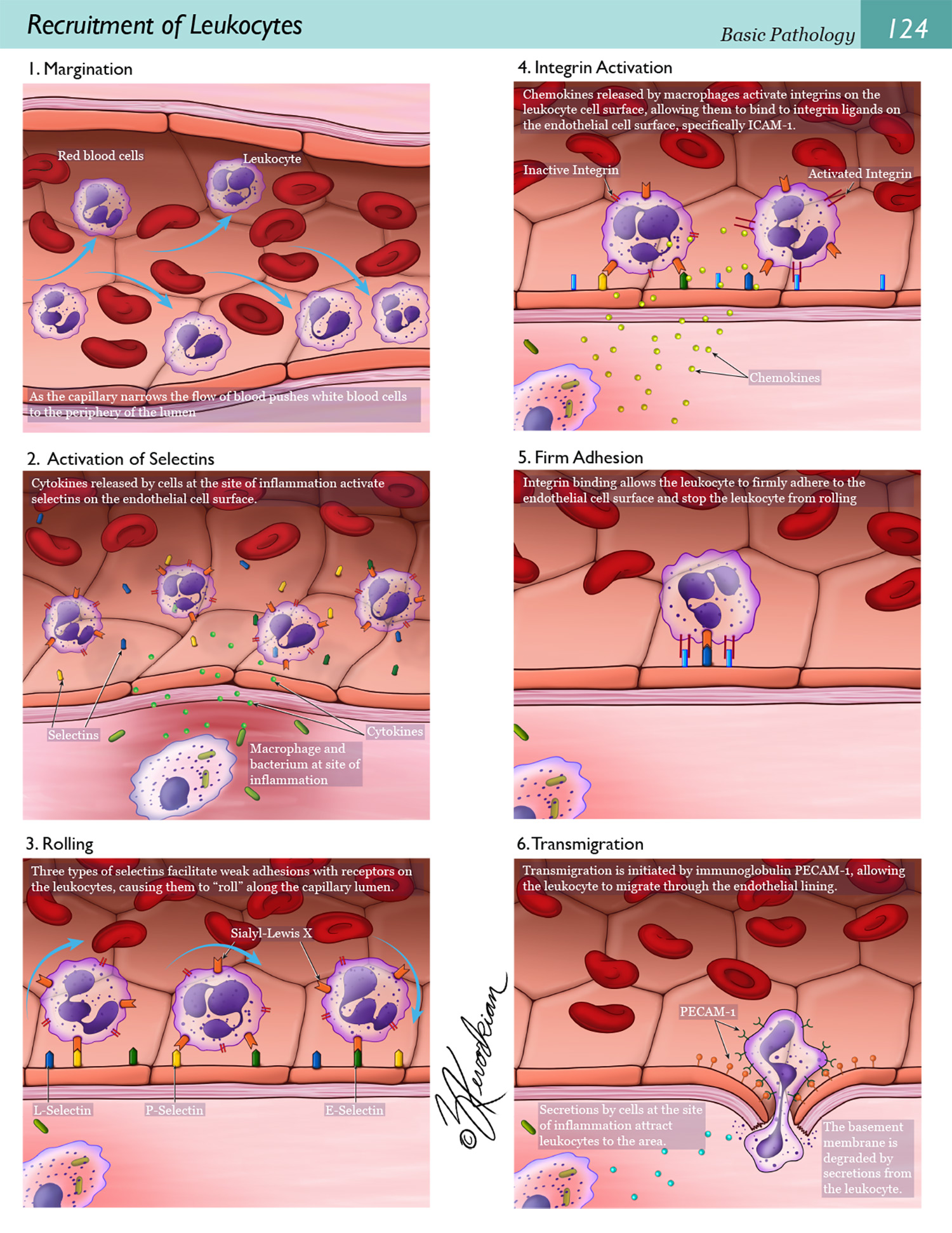 Leukocytes.jpg