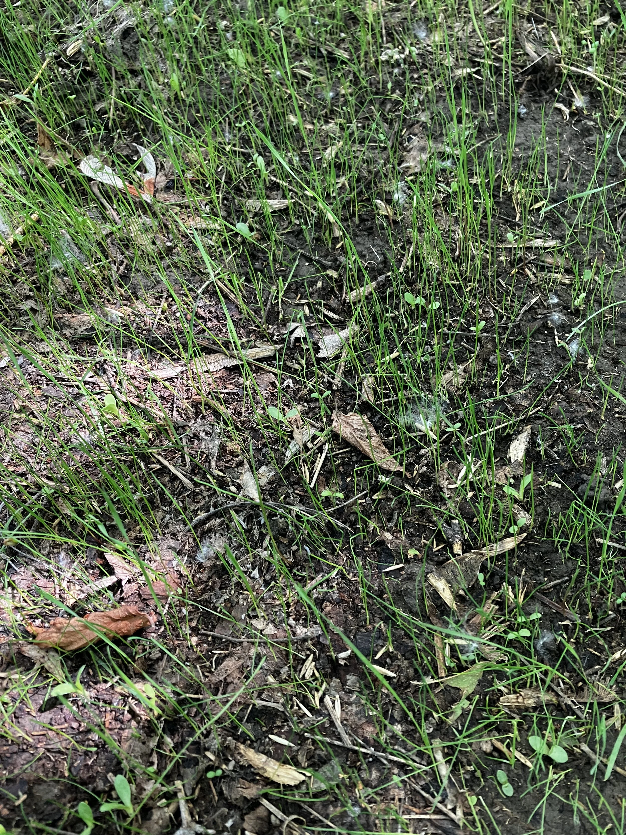 IMG_7511.jpeg