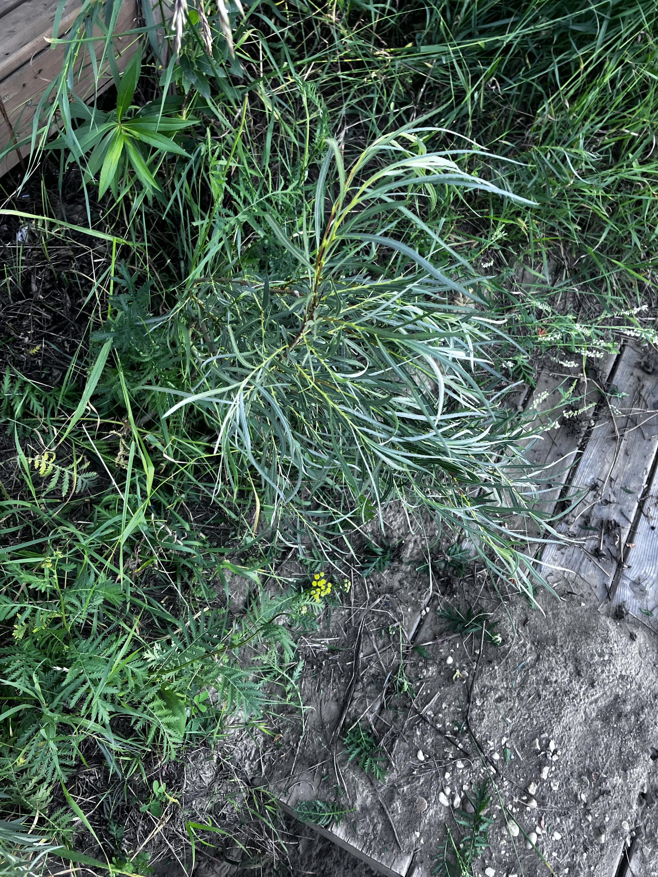 IMG_7736.jpeg