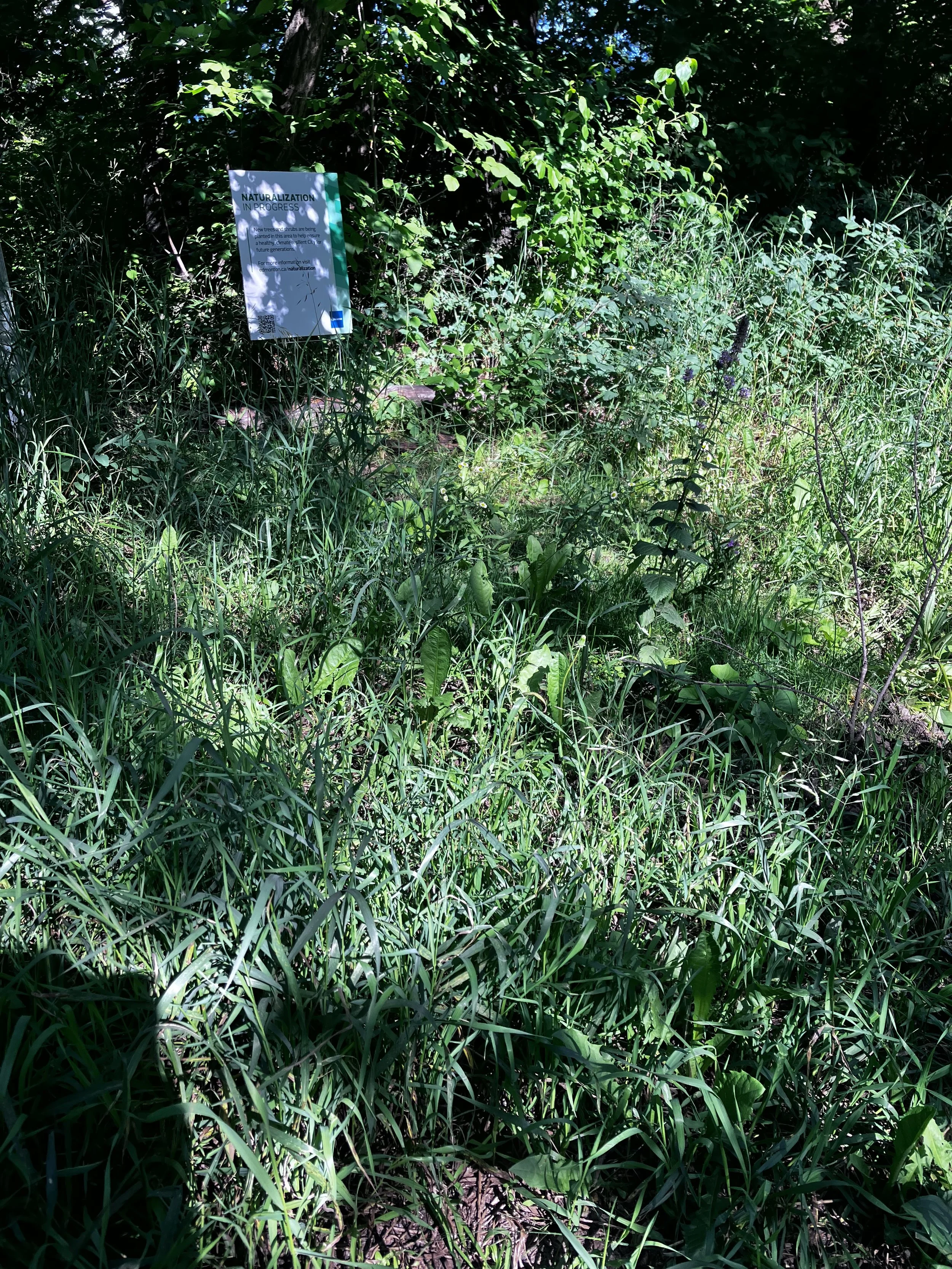 IMG_7721.jpeg