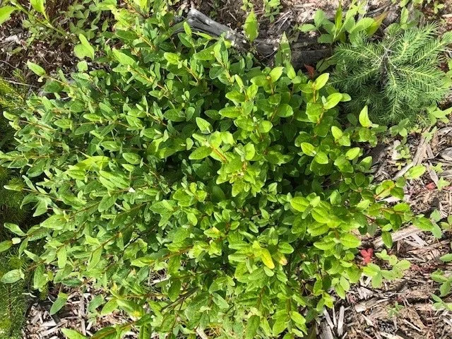 A Day in Whitemud Park