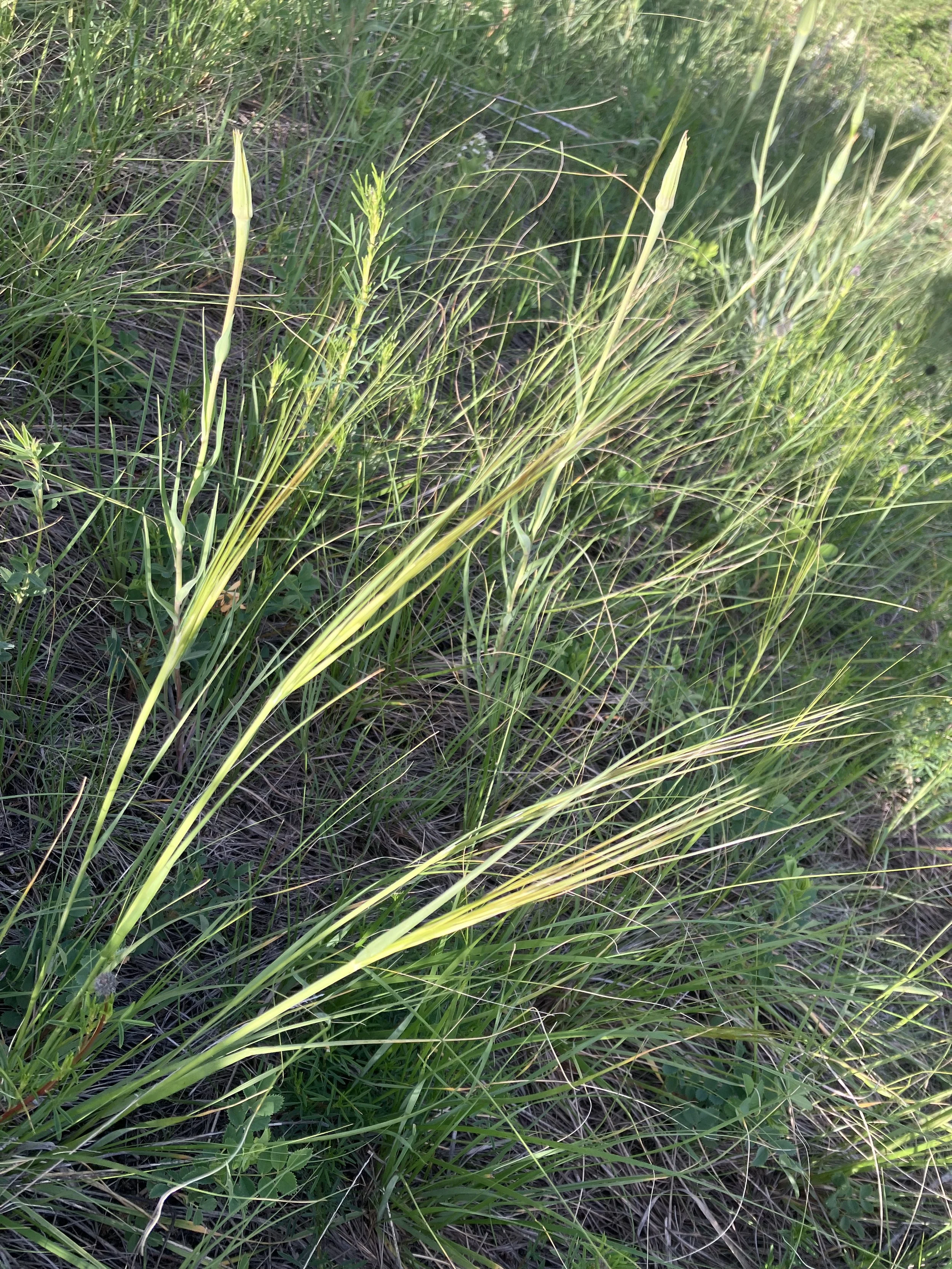 IMG_9519.jpeg