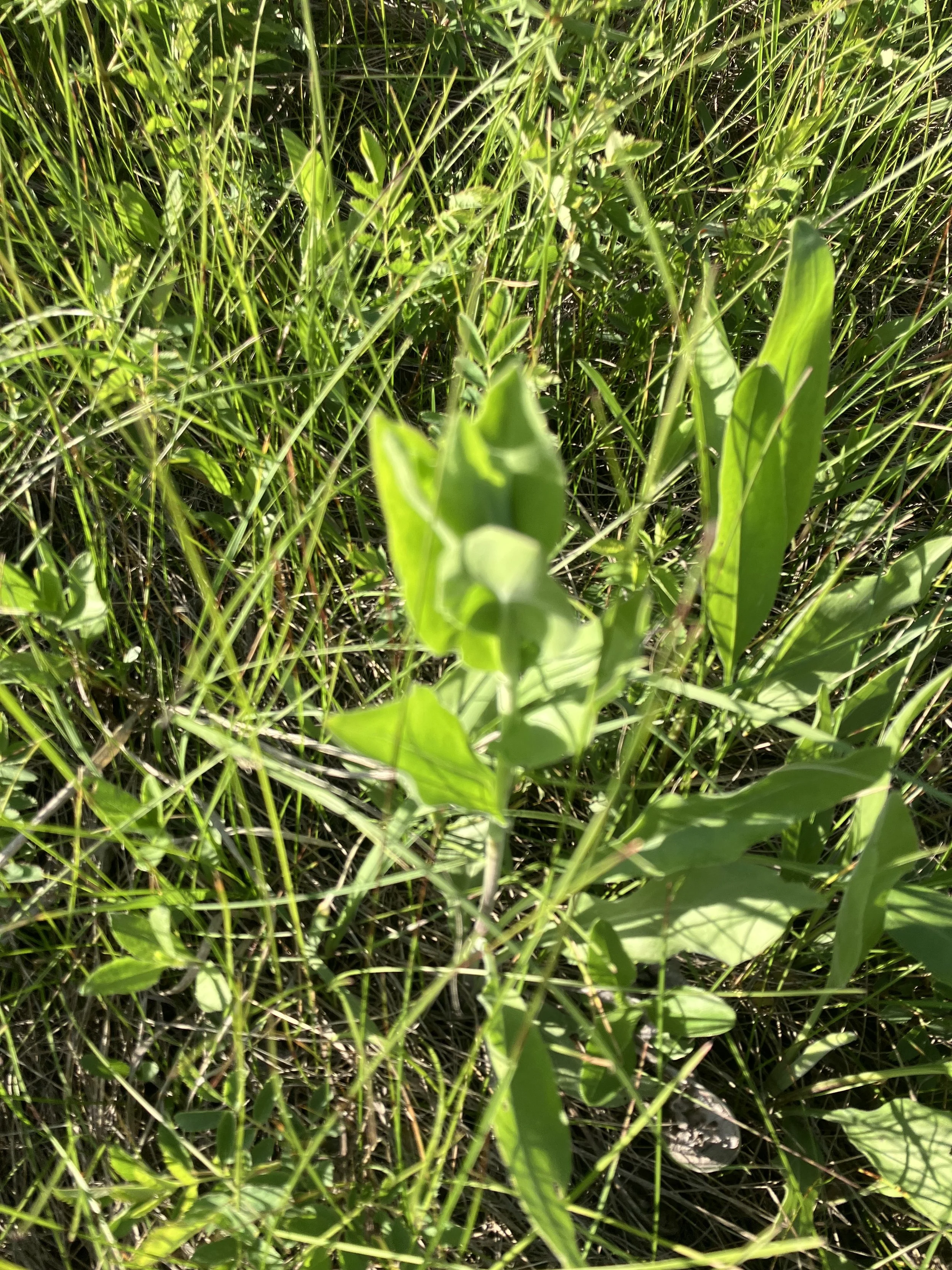 IMG_9535.jpeg