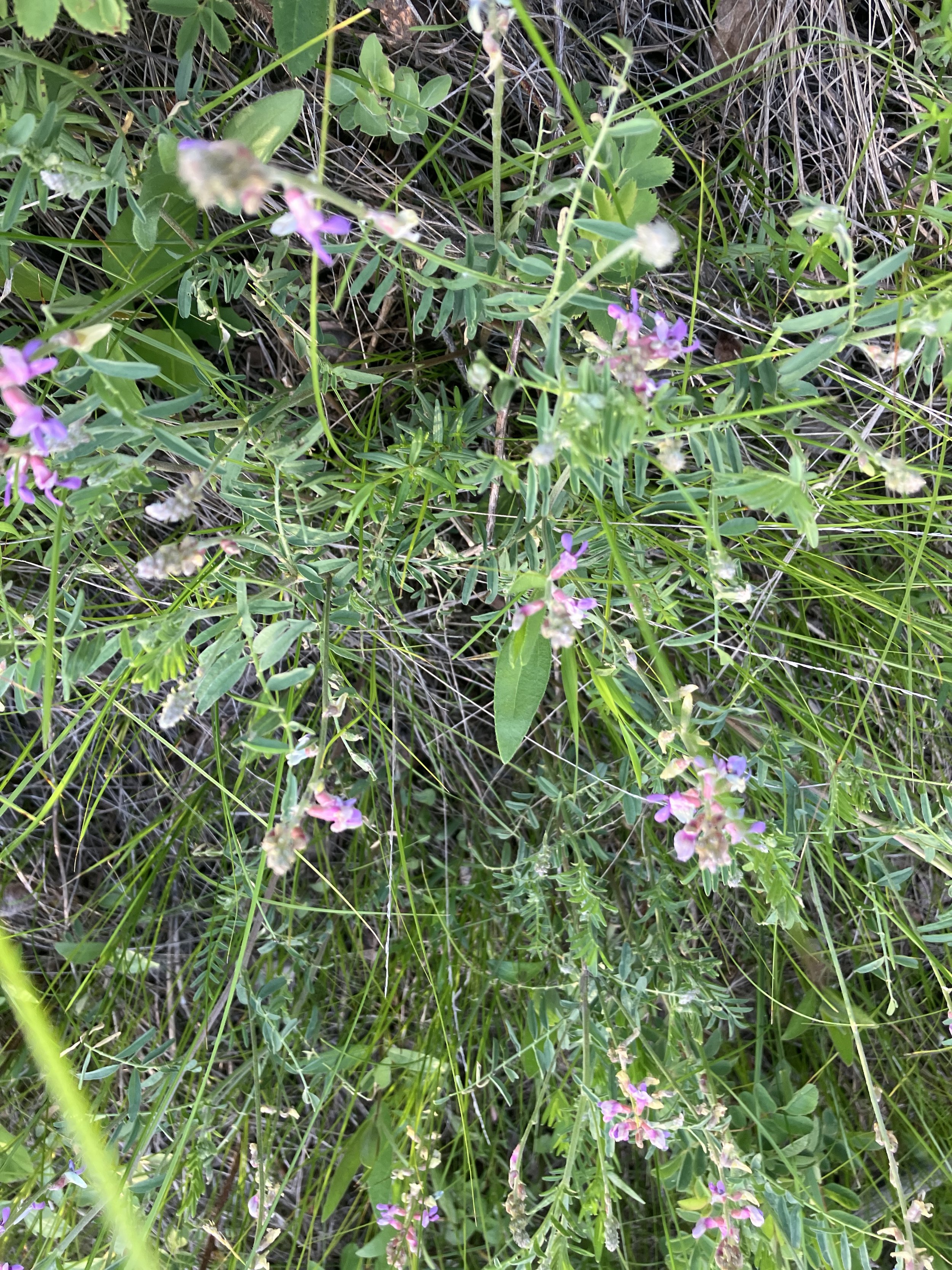 IMG_9538.jpeg
