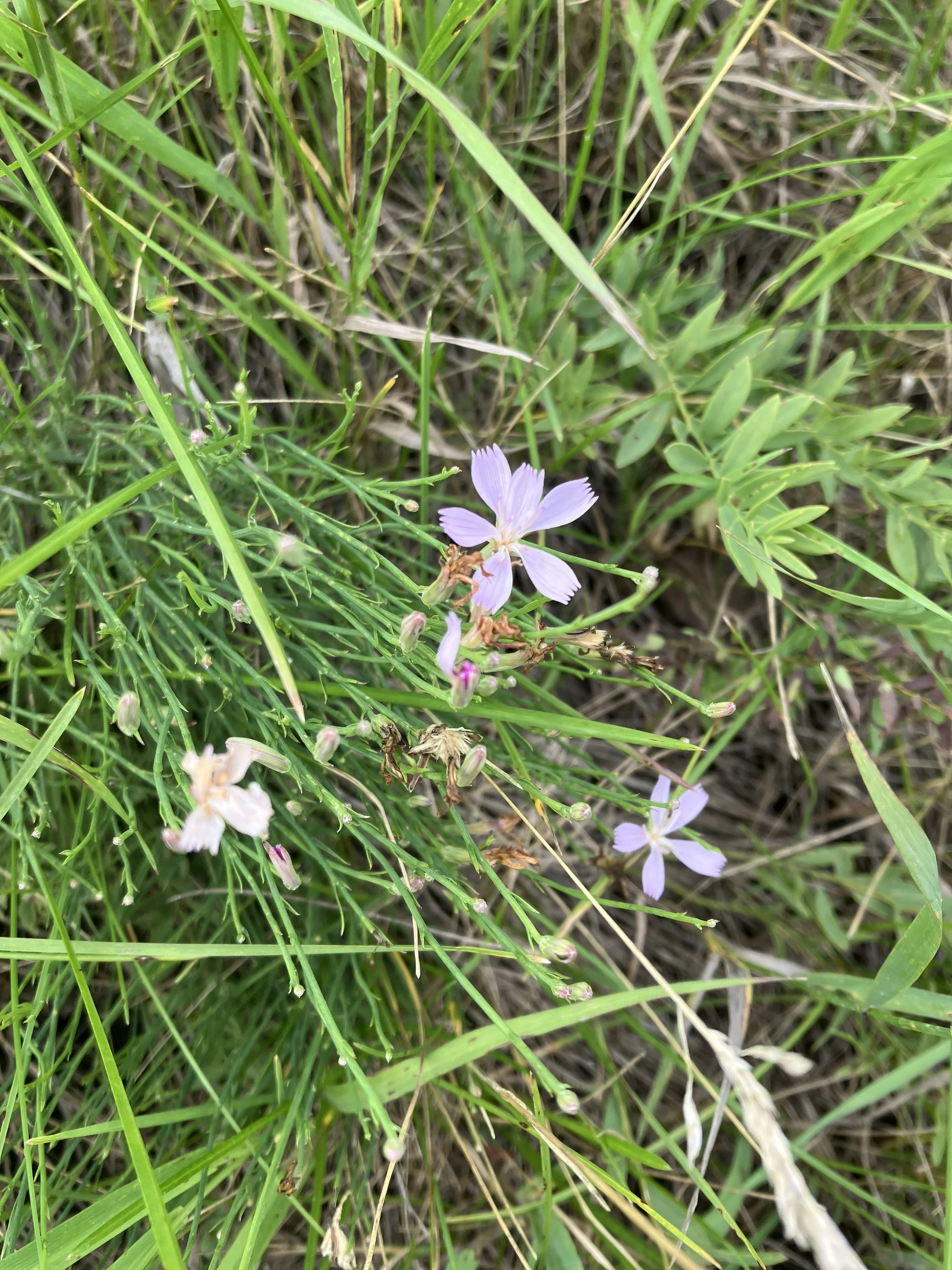 IMG_9803.jpeg