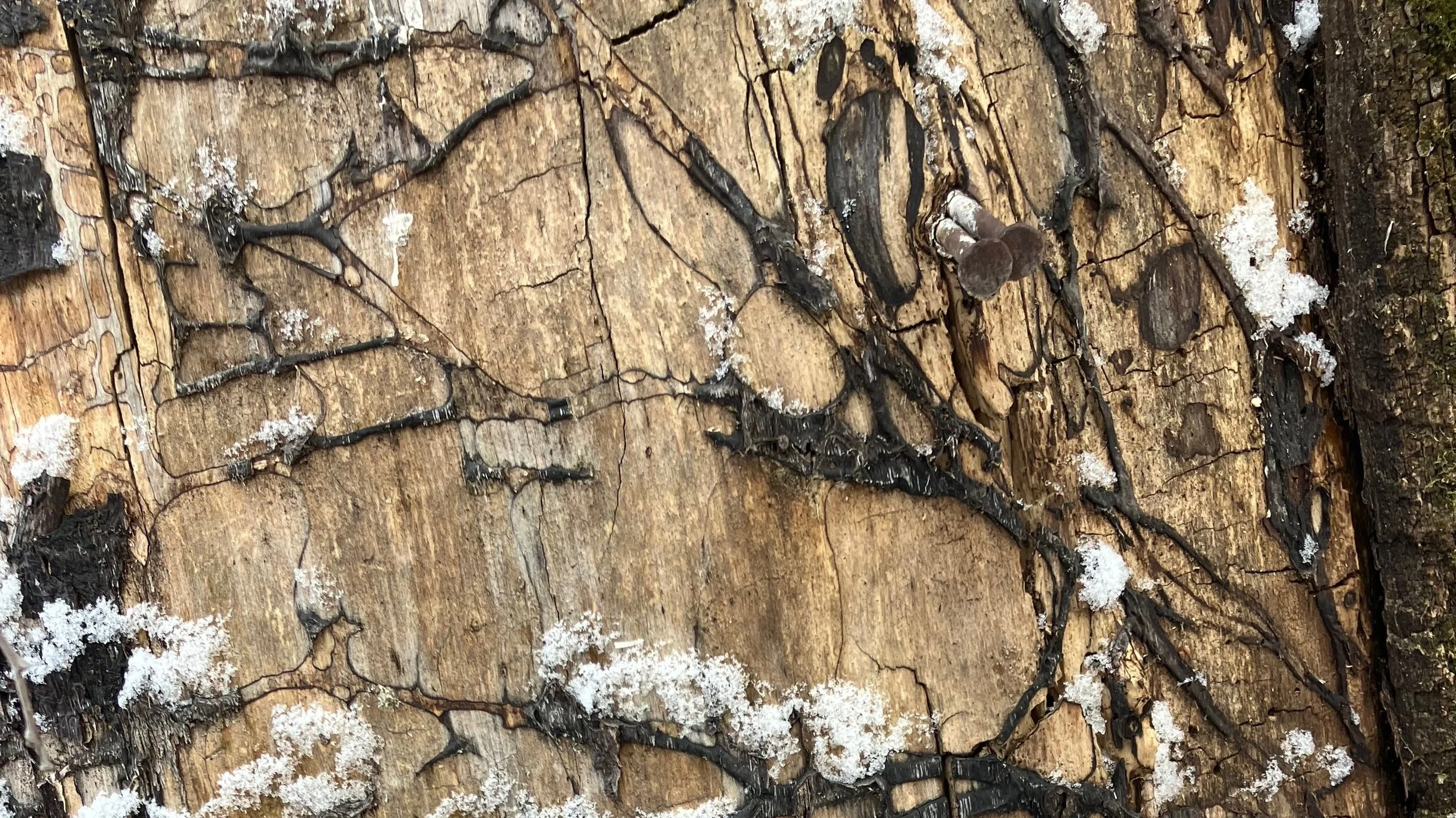 Donate — Edmonton River Valley Conservation Coalition