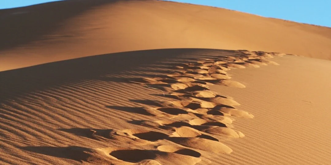 A Wholehearted Path